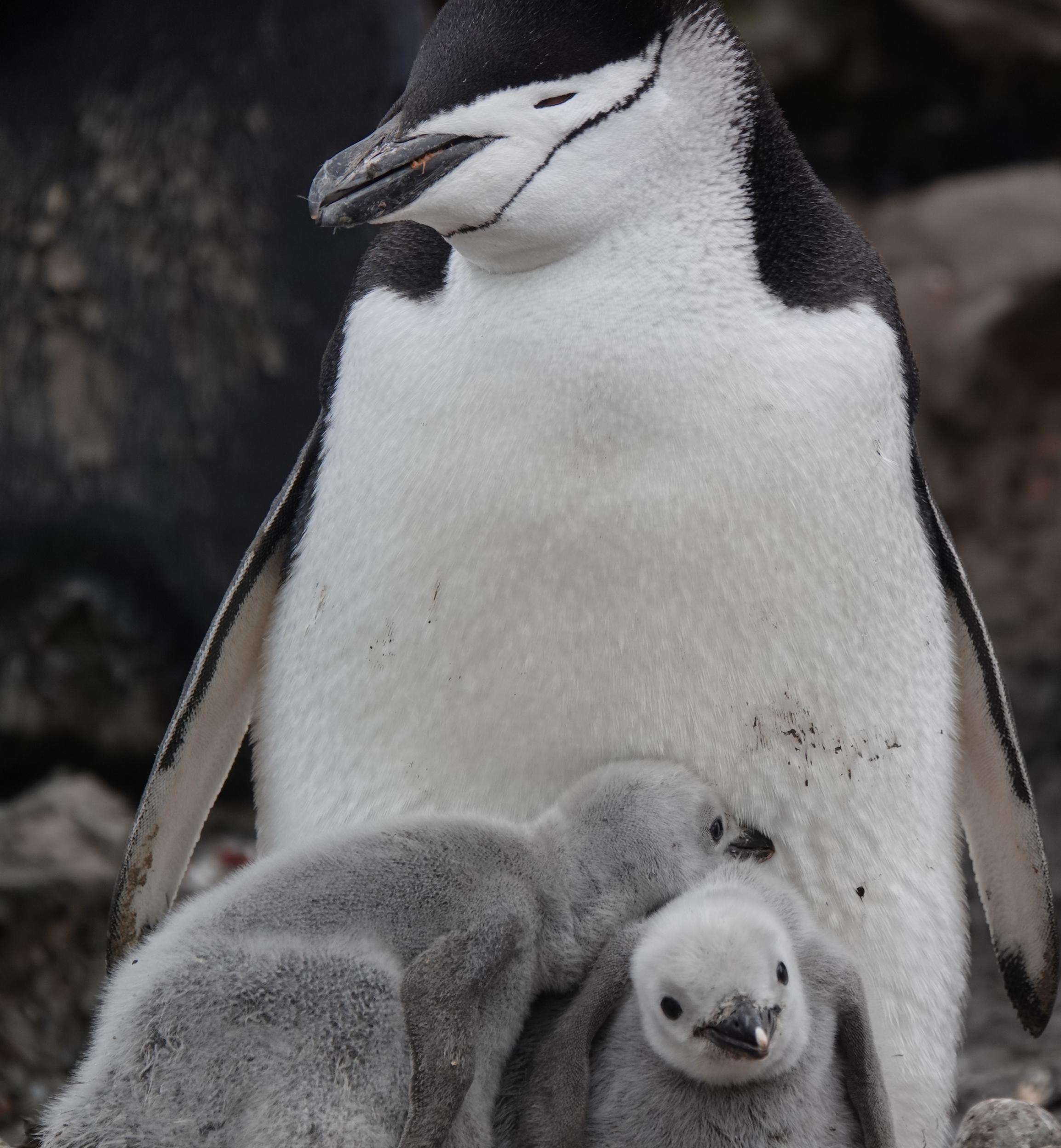 Eins schwarz-weißer Zügelpinguin bewacht seine beiden grauen Küken.