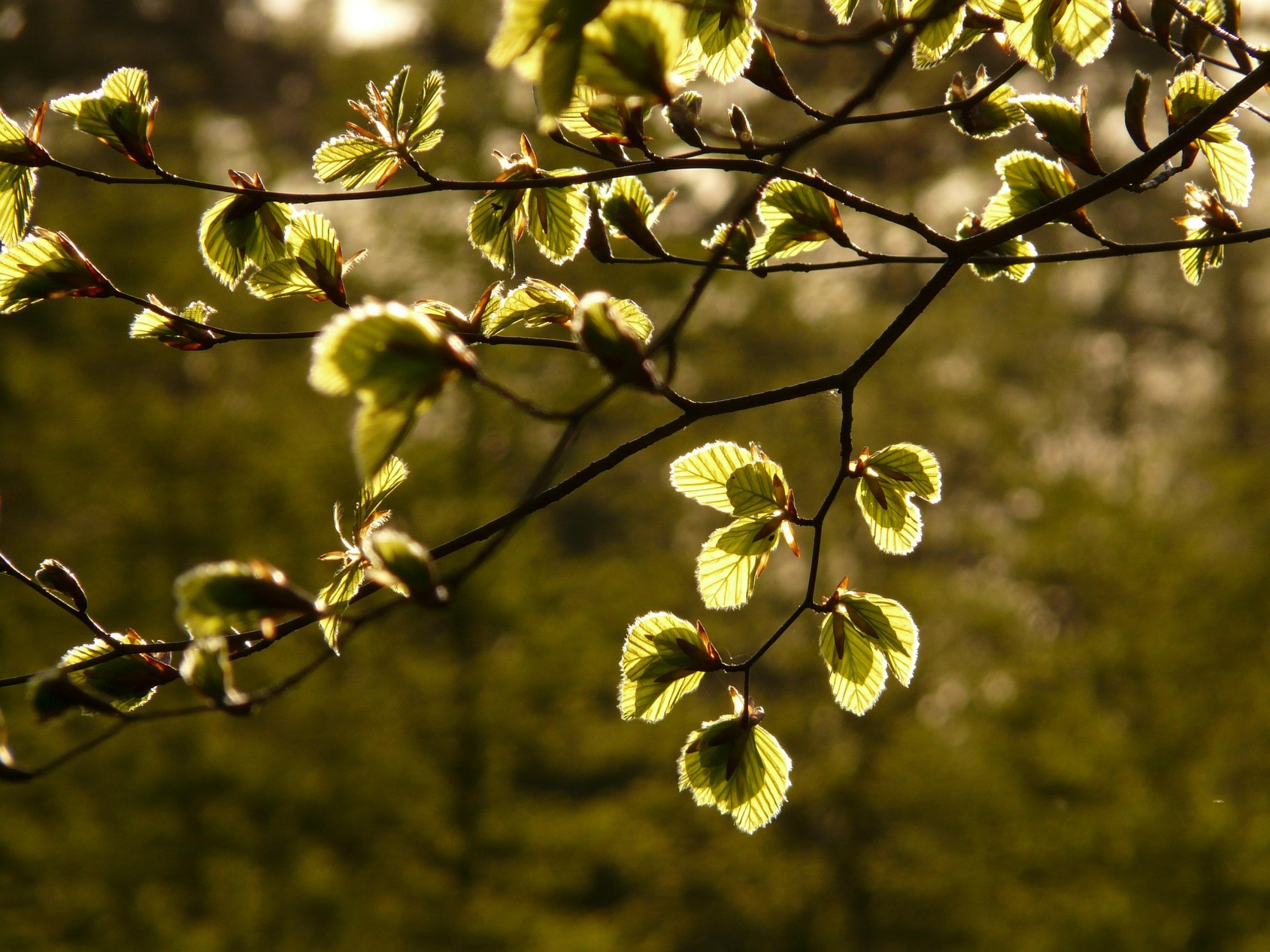 Buchenast im Frühling mit jungen Blättern.