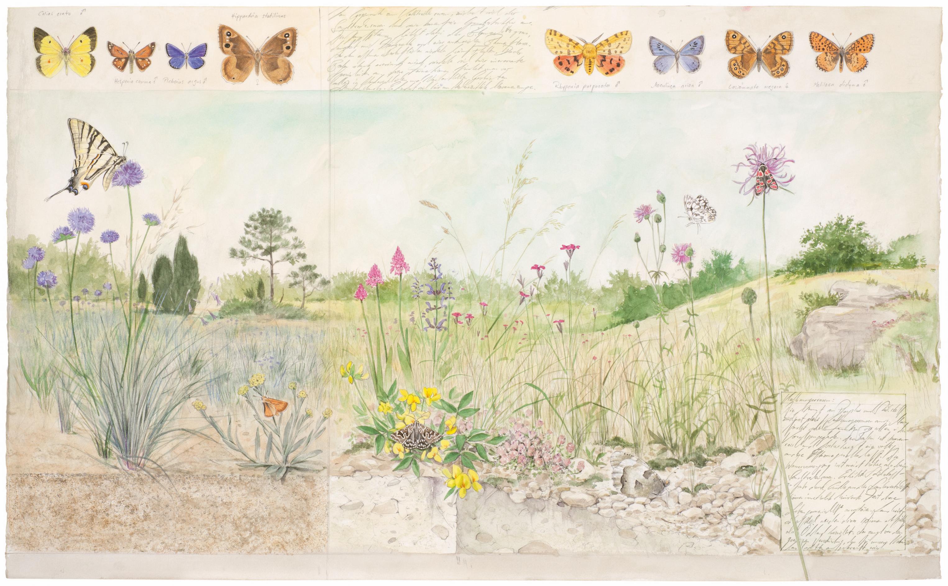 Die Zeichnung zeigt einen Magerrasend mit einer Fülle von Pflanzenarten und gaukelnden Schmetterlingen.