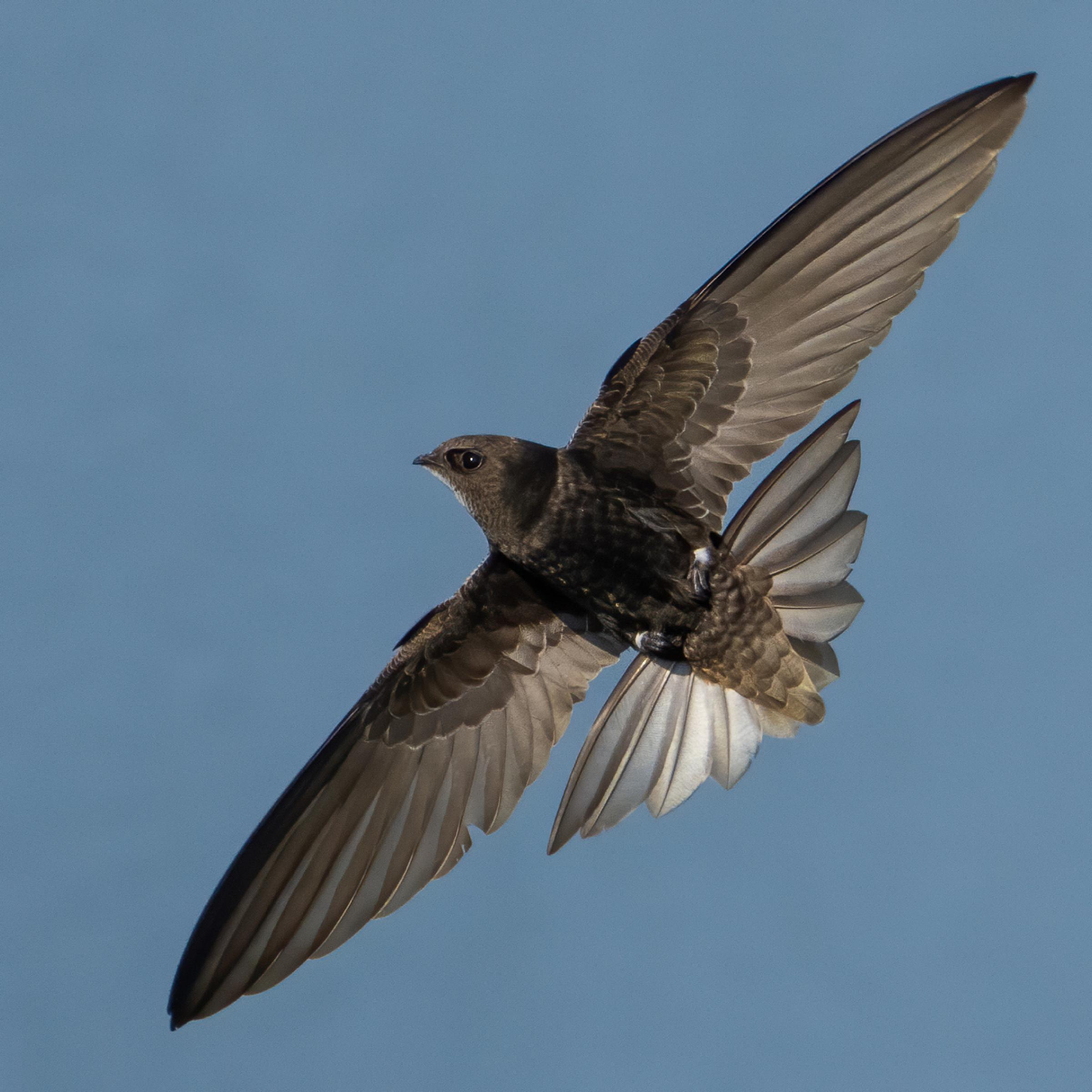 Ein dunkel gefiederter Mauersegler im Flug mit ausgebreiteten Flügeln. Urheber: Christian Neumann