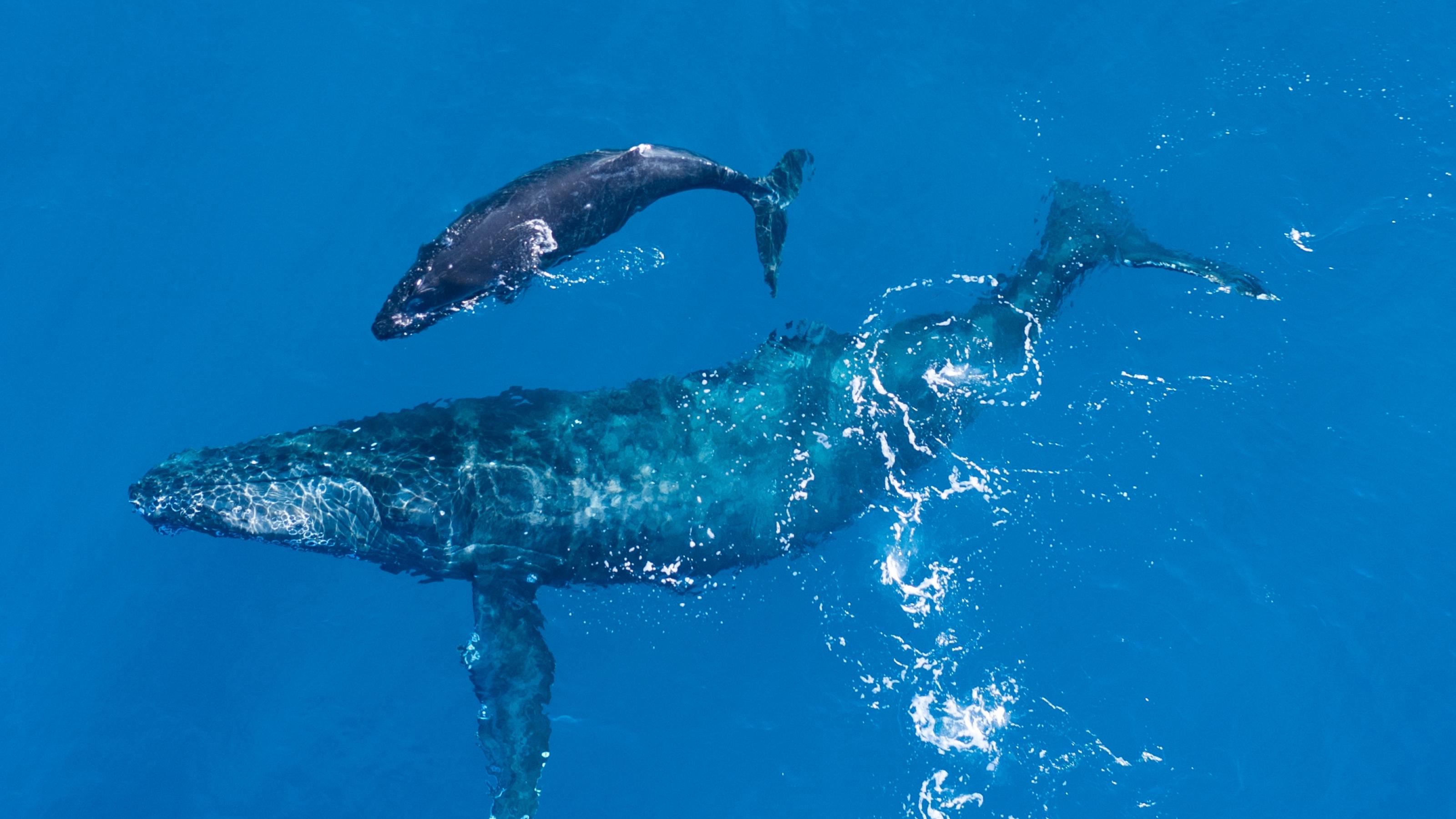 Erhöhte Wassertemperaturen im Zuge des Klimawandels setzen Meerestieren wie Walen und Haien besonders zu.