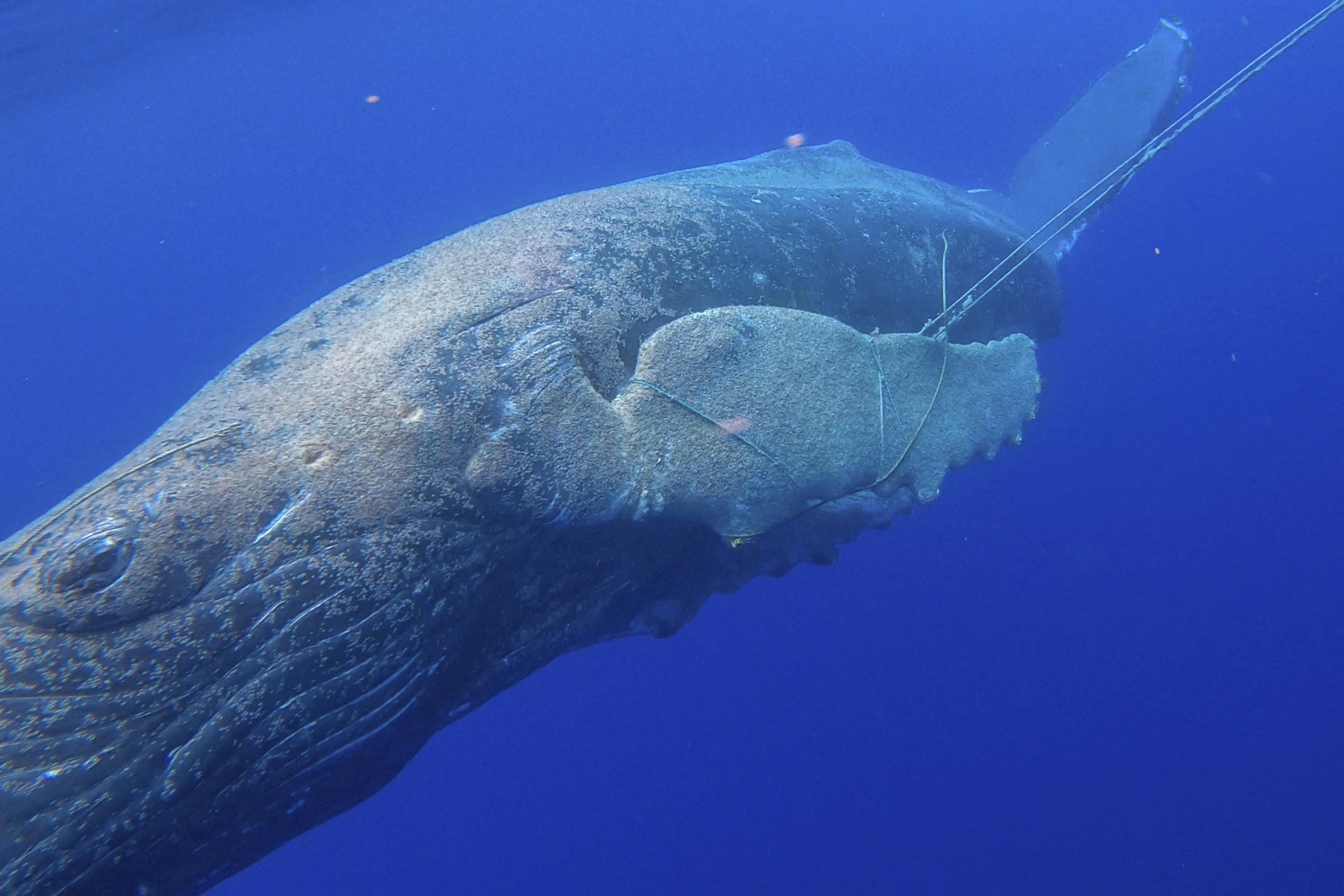 Ein grauer Buckelwal im blauen Meer nahe der Insel Maui im Pazifik, an dem Fischerleinen hängen.