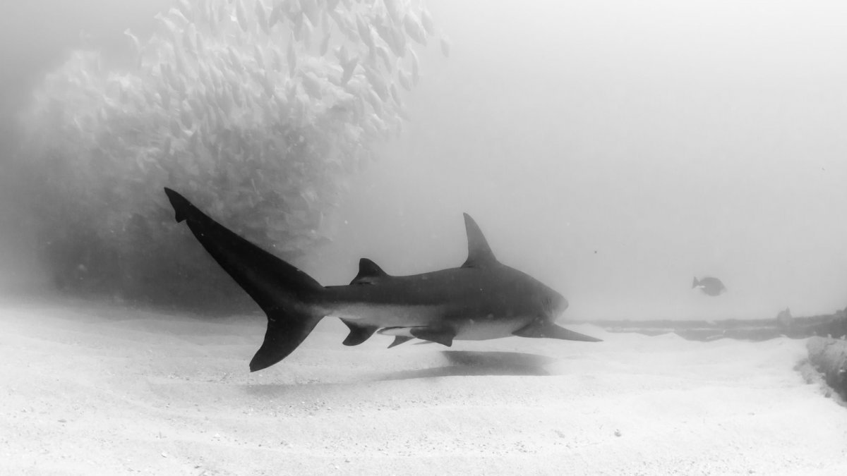 Hai-Attacke in Australien: Ist der Raubfisch auch in Flüssen eine Gefahr?