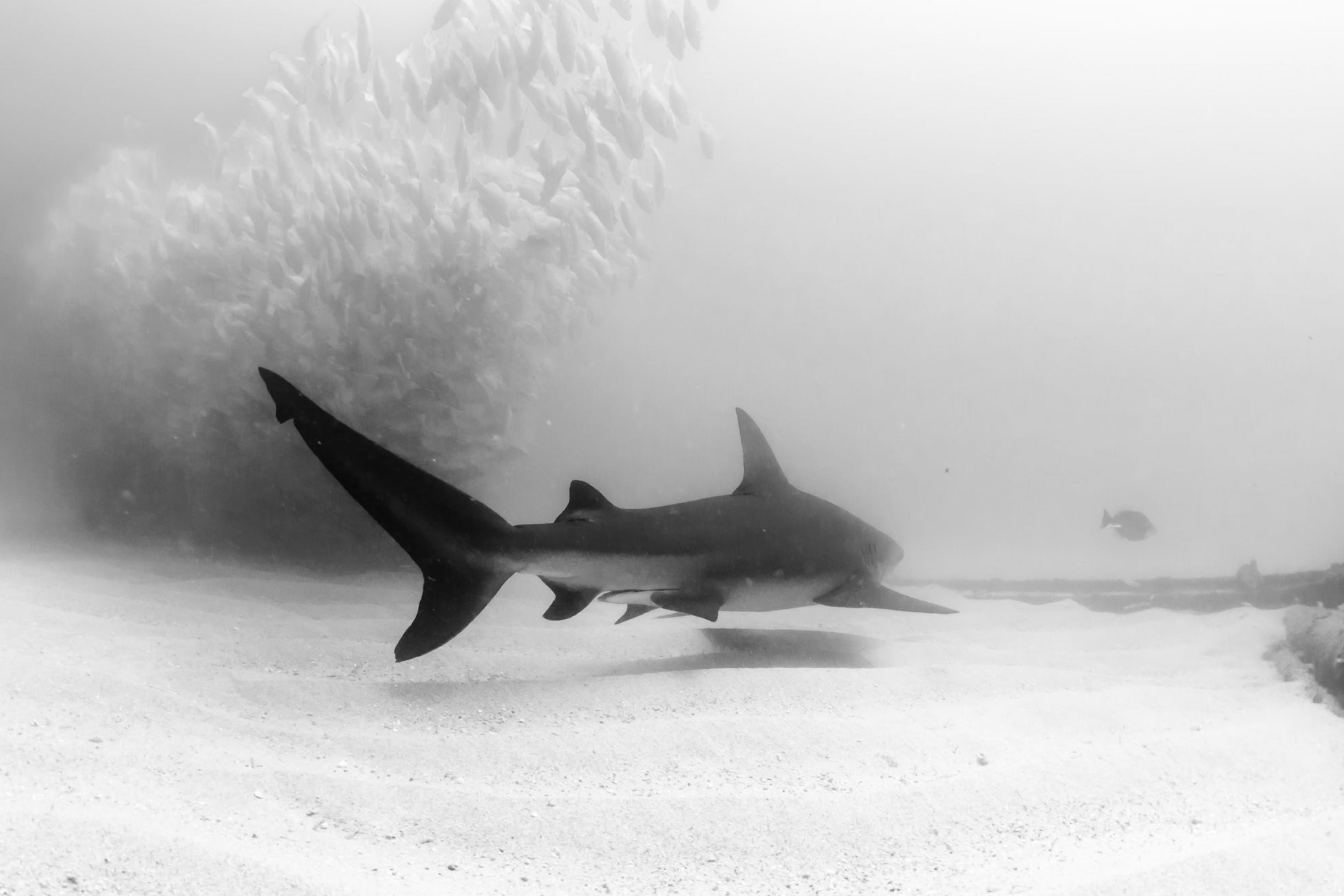 Schwarz-Weiß-Foto eines Bullenhais unter Wasser, der gerade an einem Fischschwarm vorbeischwimmt.