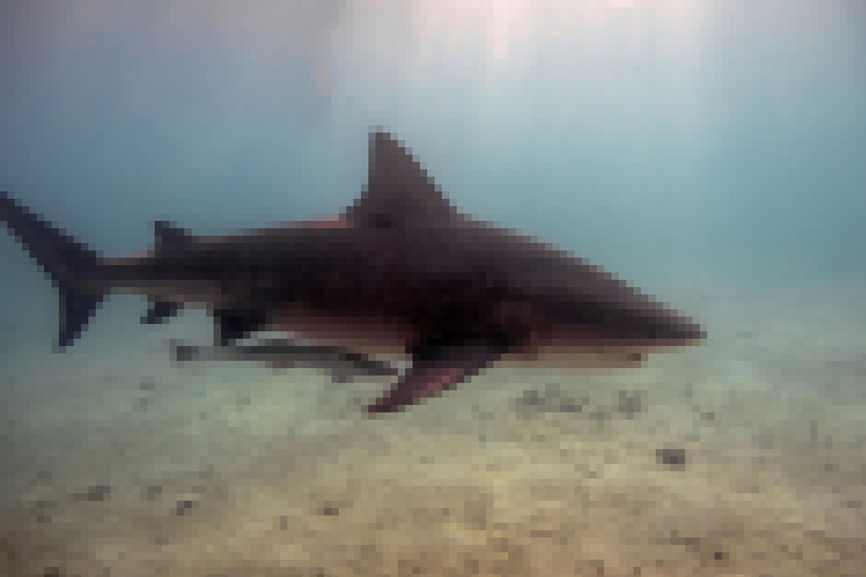 Farbfoto eines Bullenhais in Seitansicht unter Wasser. Das Tier ist oben dunkel gefärbt mit hellem Bauch..