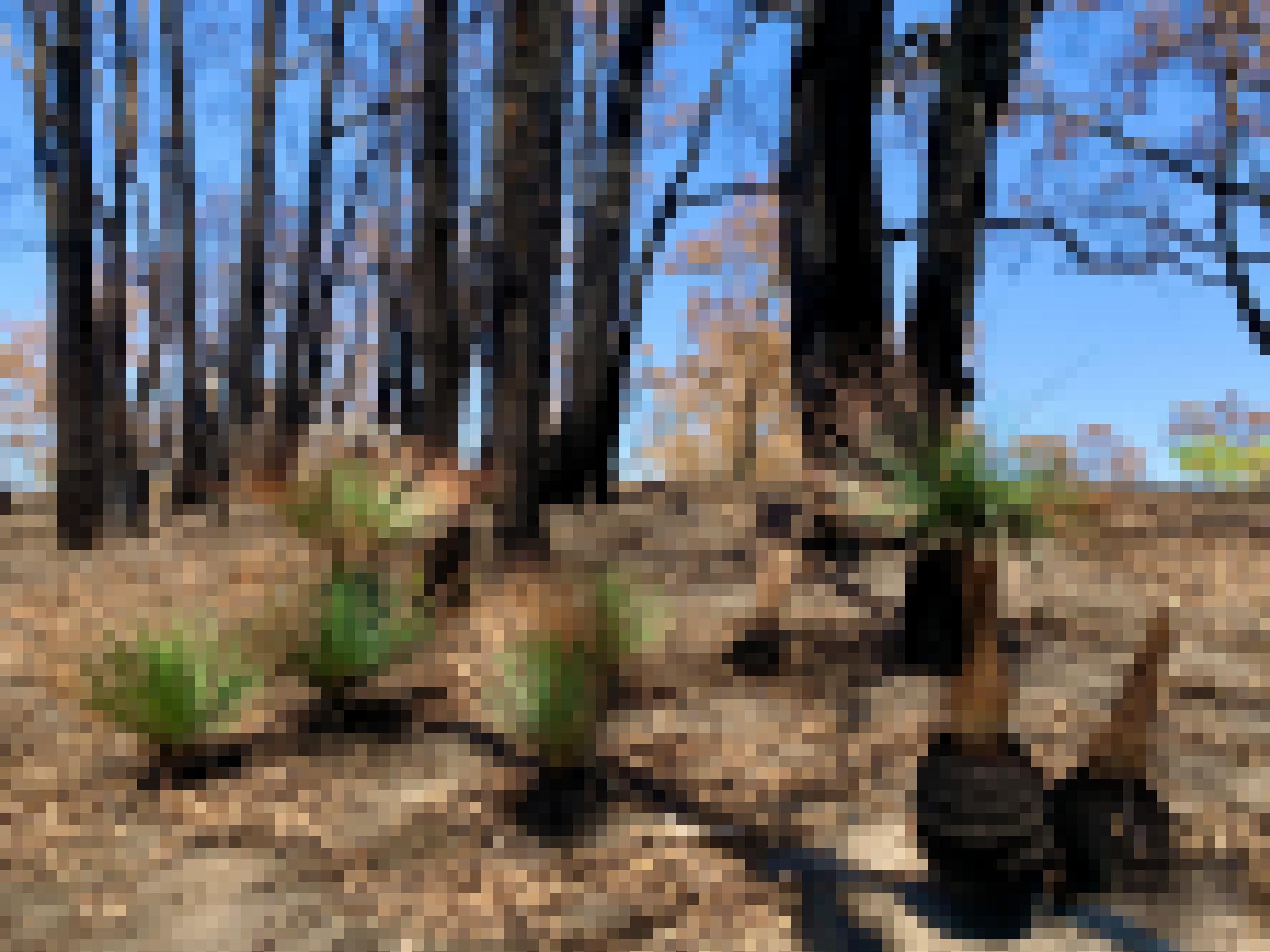 Grassbäume treiben nach einem Feuer am schnellsten wieder aus
