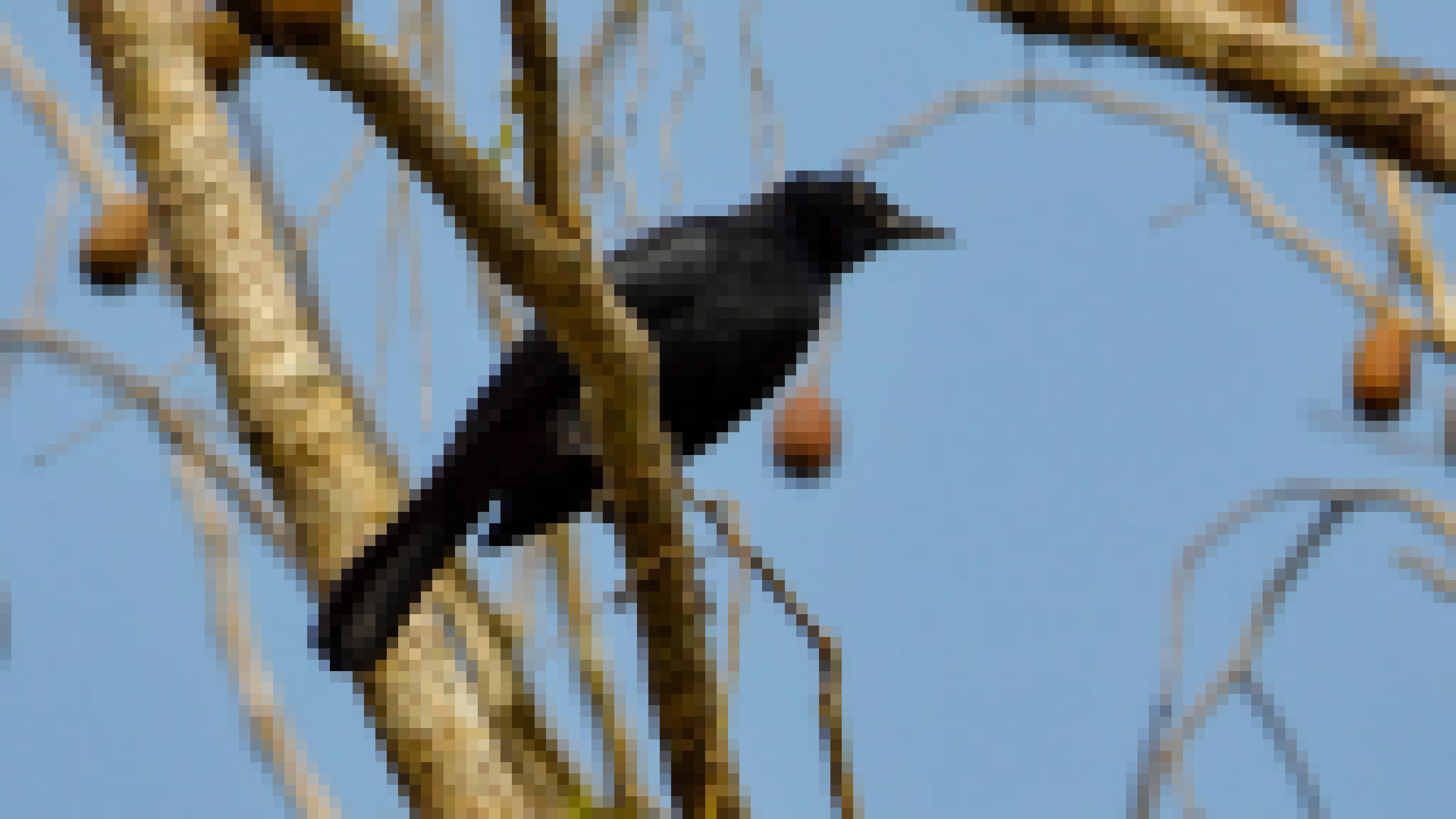 Ein komplett schwarzer Vogel sitzt auf einem Ast.