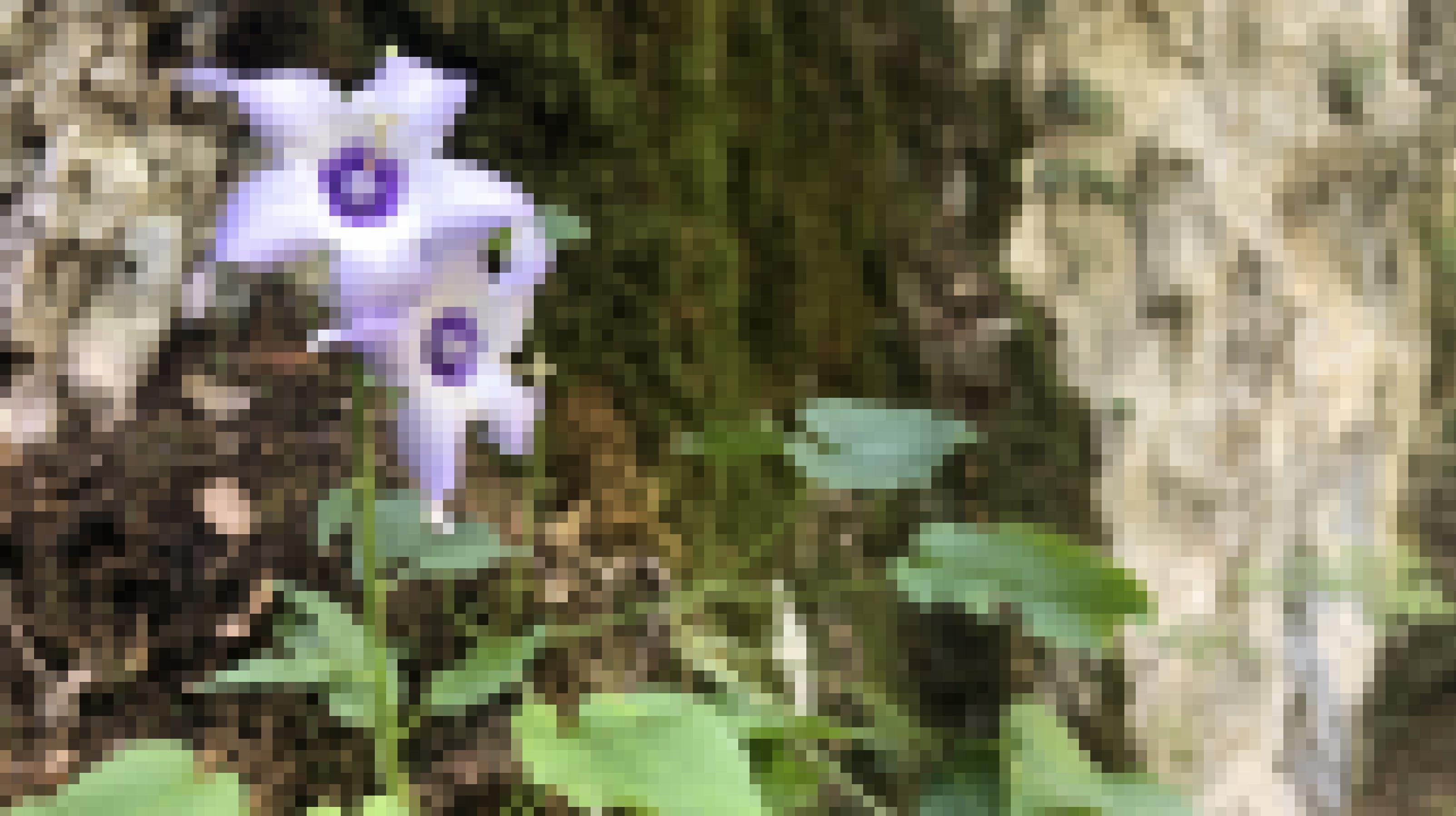Eine Blume mit zwei violetten Blüten sitzt an einem Felsen.