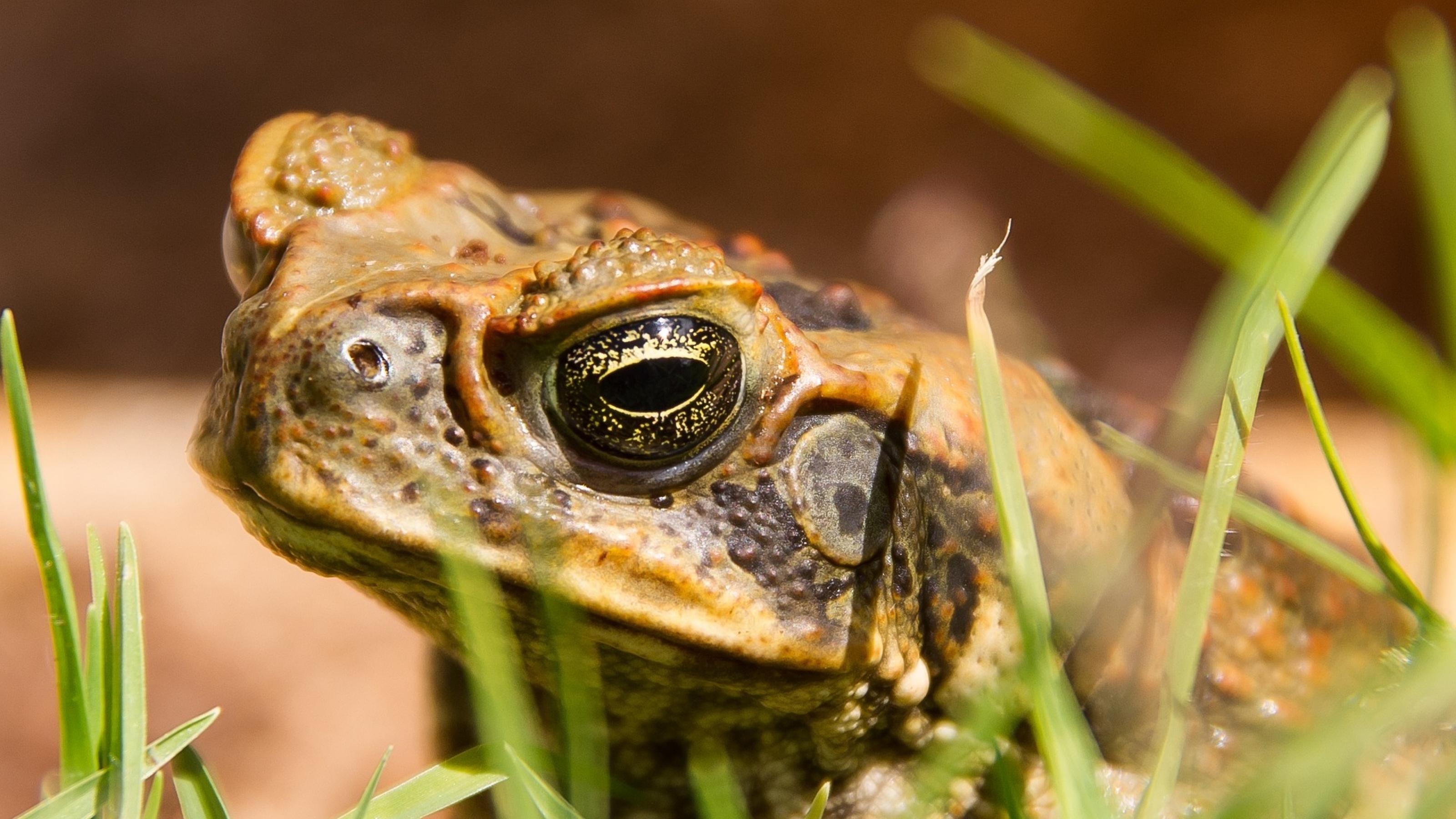 In Nahaufnahme ist das Auge und warzige Gesicht einer Aga-Kröte zu sehen.