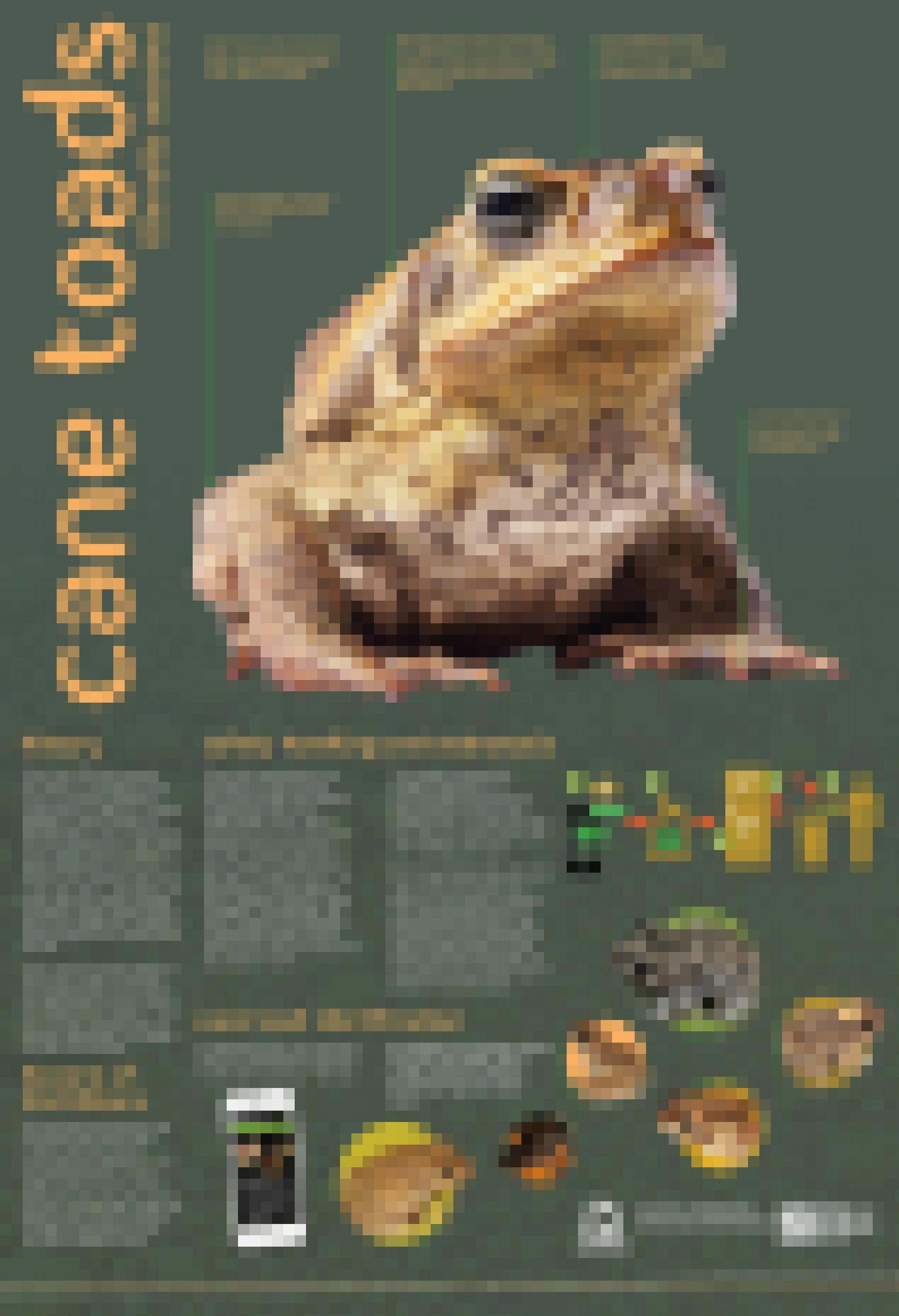 Ein Poster der australischen Cane Toad Coalition erklärt, wie Aga-Kröten zu identifizieren, handhaben und im Gefrierschrank zu töten sind.