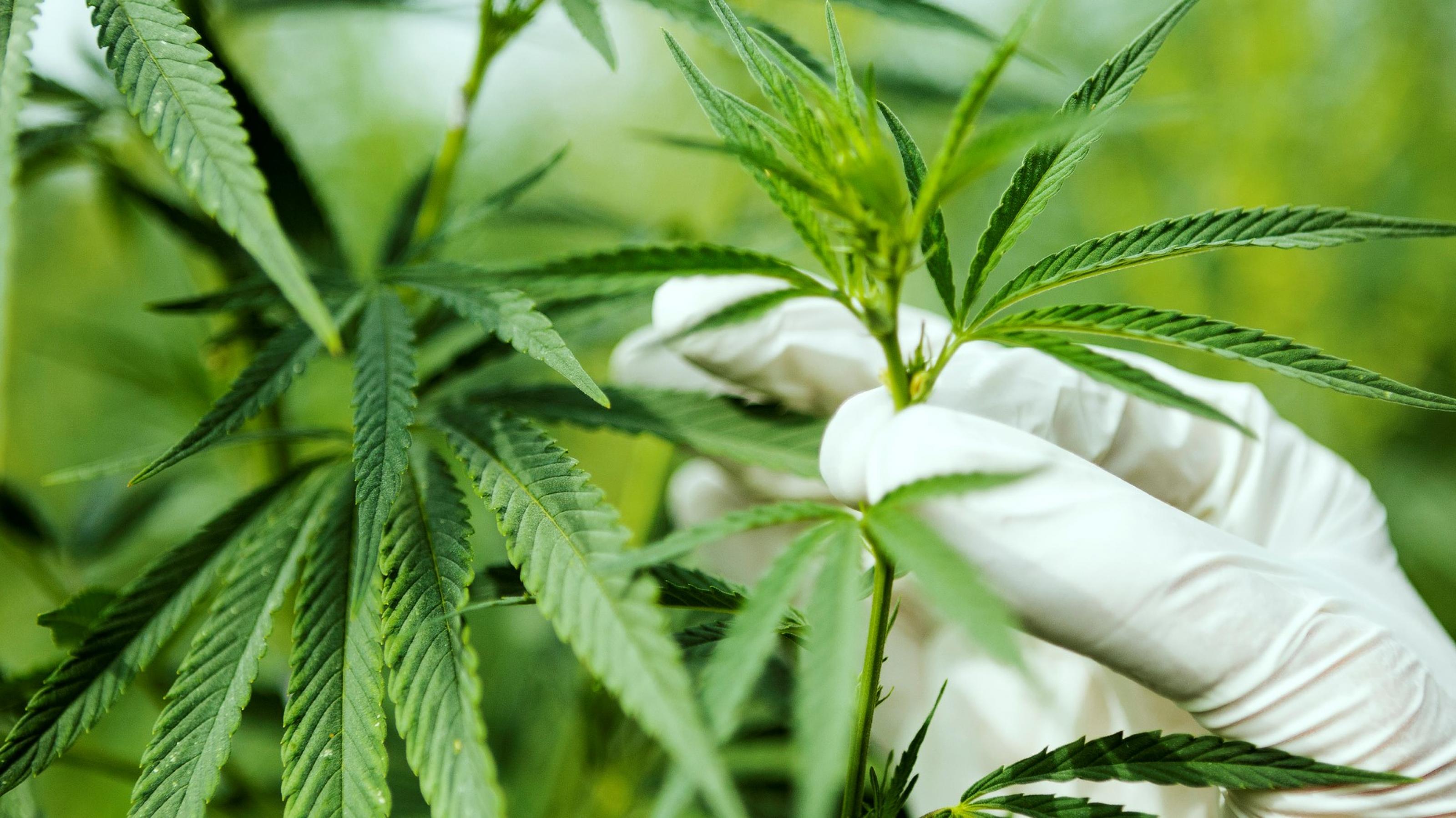 Cannabis-Pflanze und Forschung, ein Wissenschaftler untersucht die Blätter