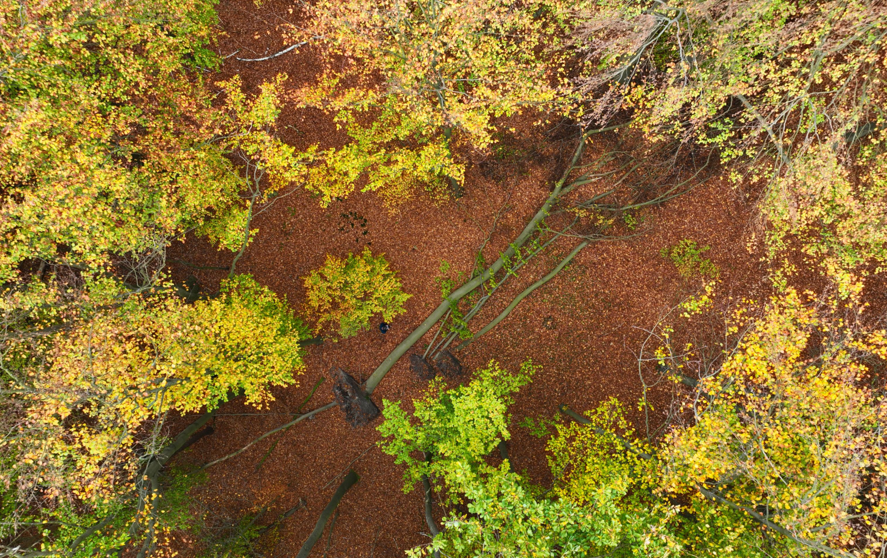 Ein Laubwald von oben mit einer Drohne fotografiert, in einer Lücke liegen umgefallene Biuchen.
