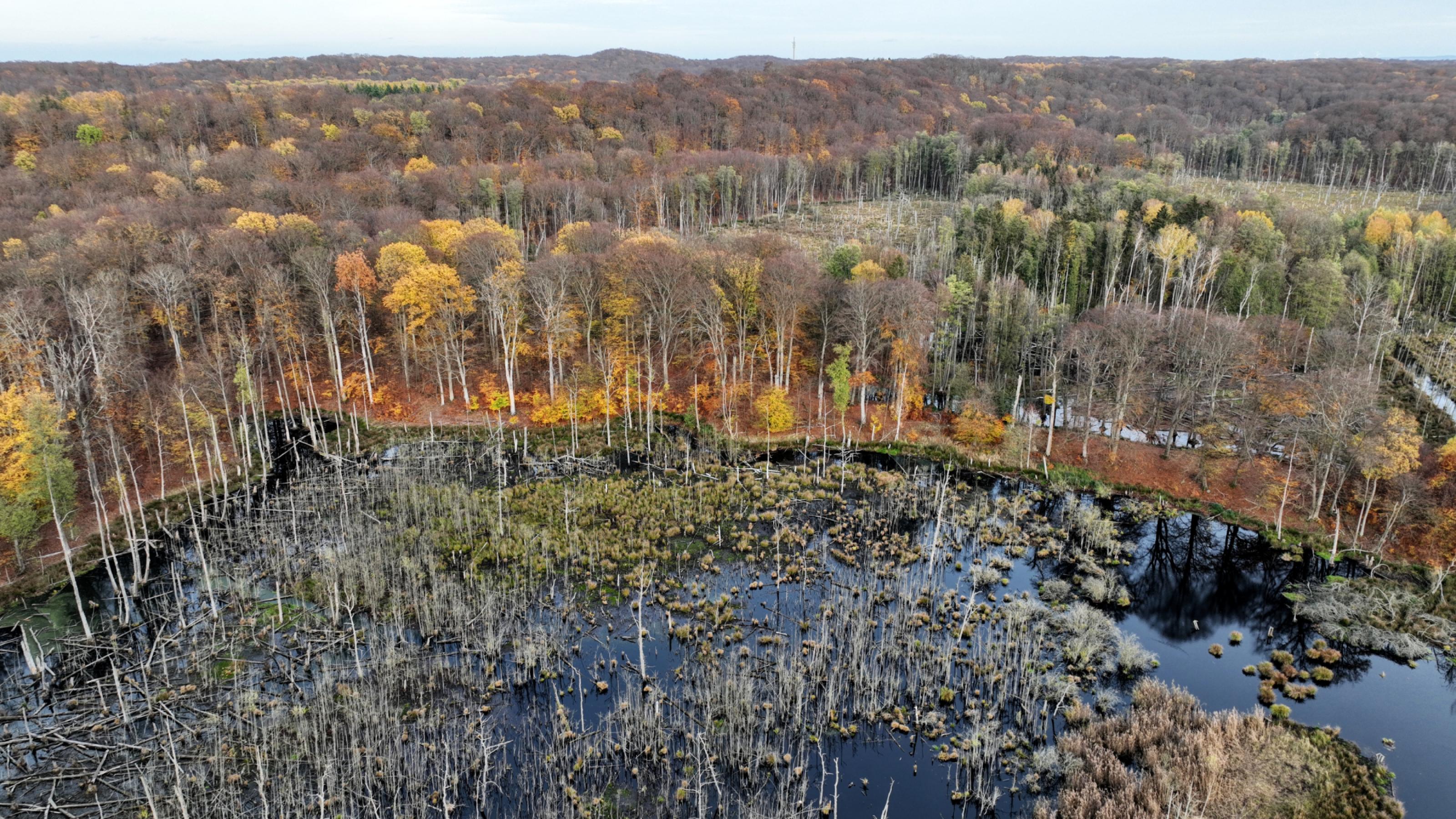 Drohnenaufnahme eines Waldmoores inmitten eines Buchenwaldes im Herbst