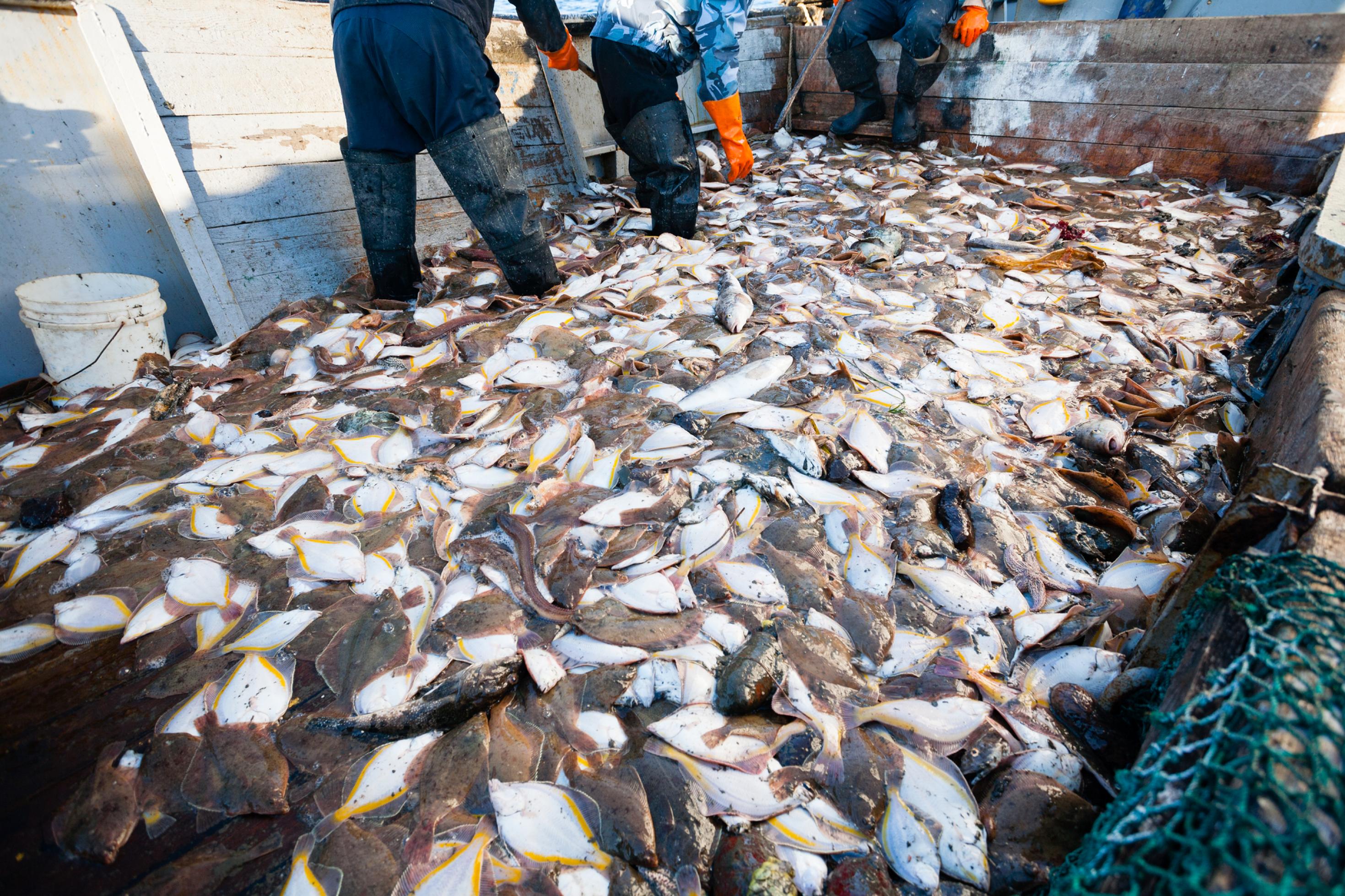 Fischfang auf dem Boden eines Trawlers