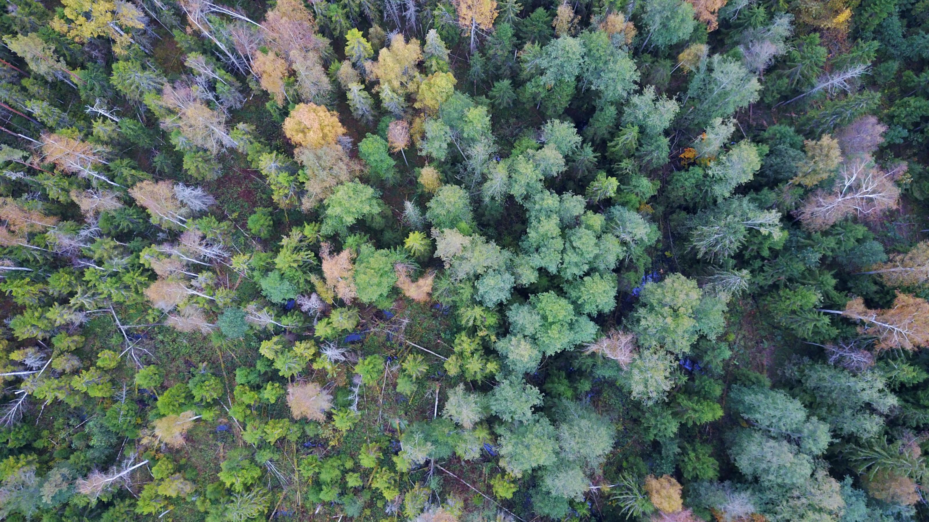 Drohnenfoto eines Moores mit Wiesen und Wald in Lettland