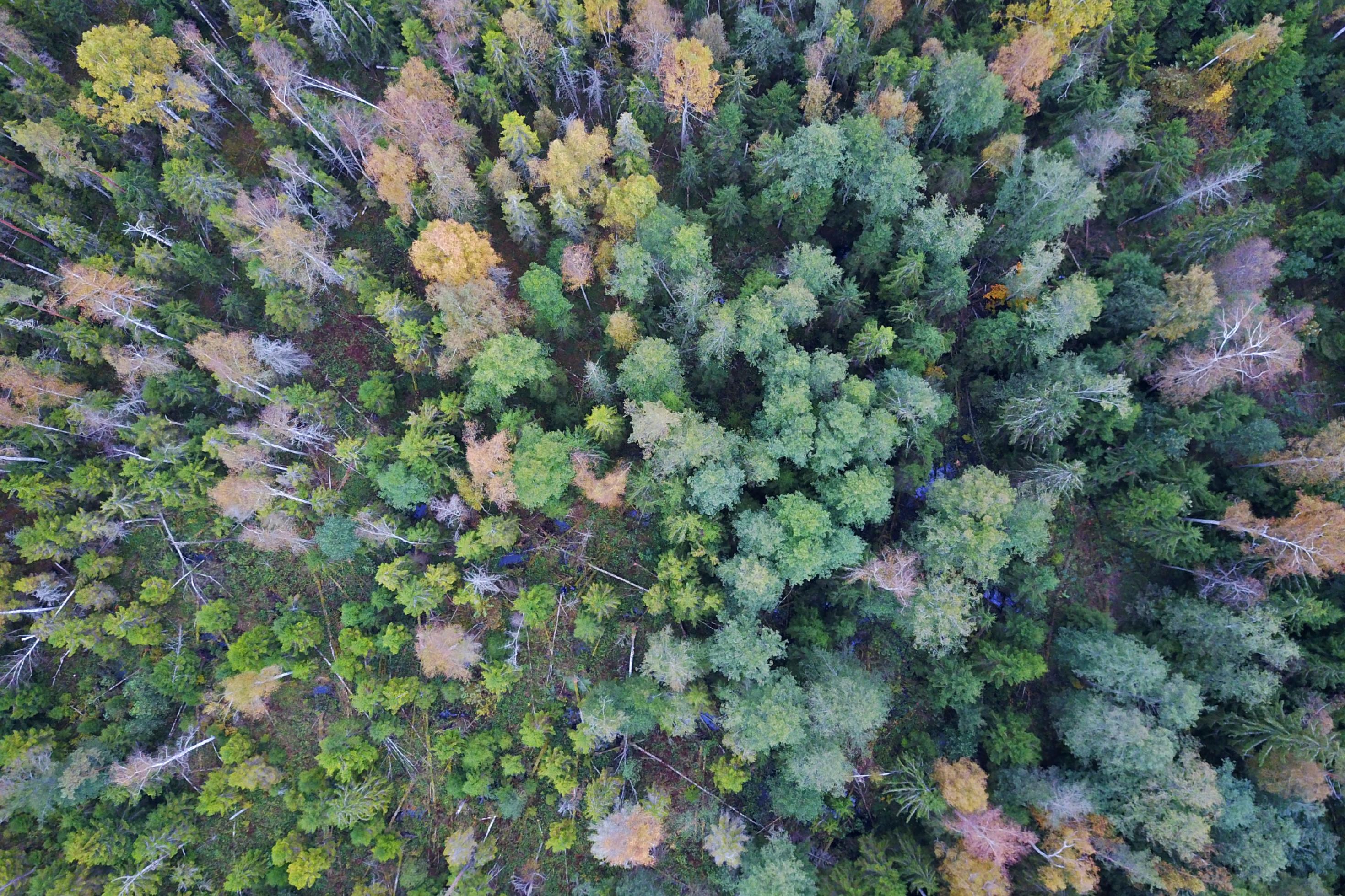 Drohnenfoto eines Moores mit Wiesen und Wald in Lettland