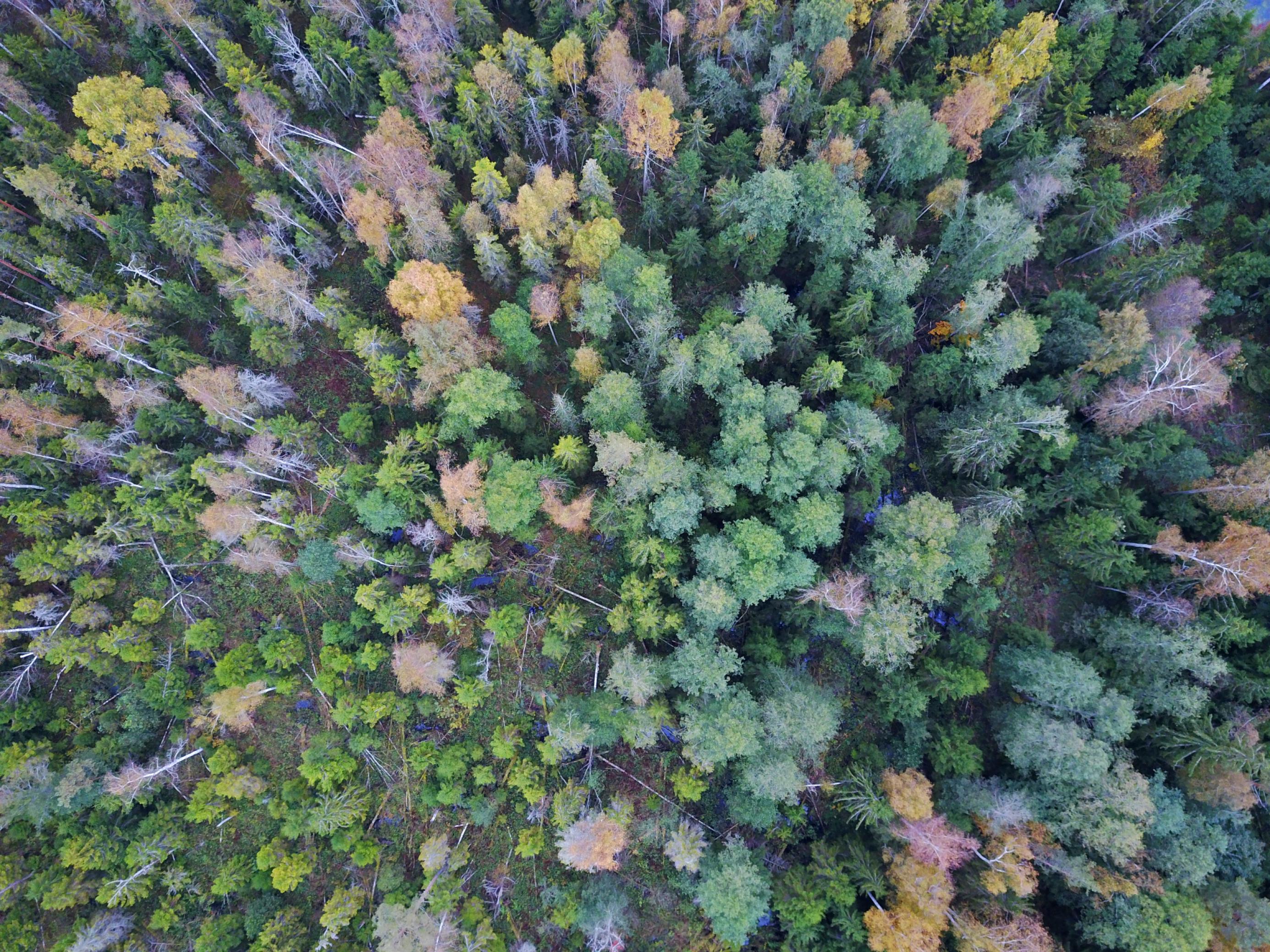 Drohnenfoto eines Moores mit Wiesen und Wald in Lettland