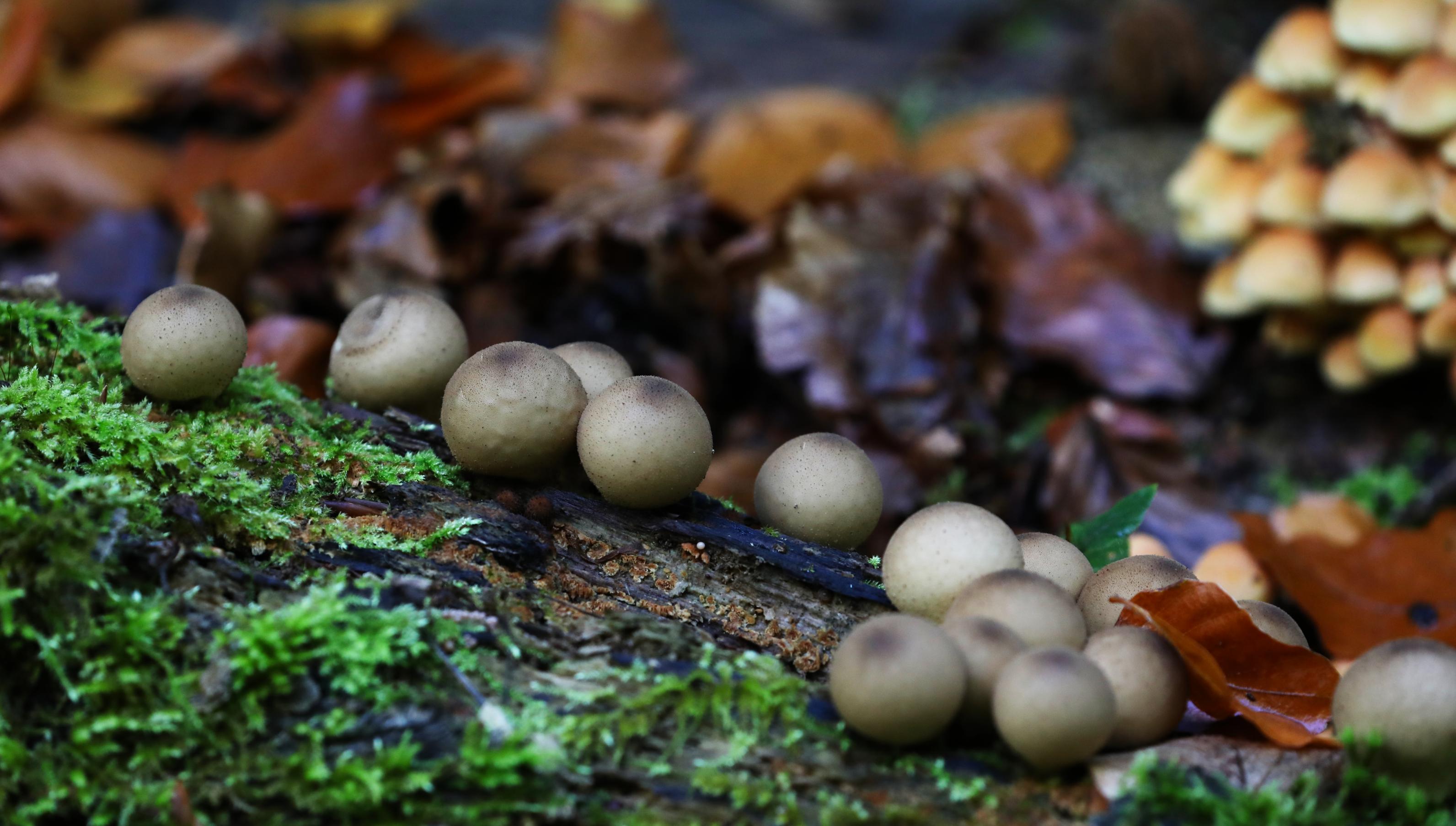 kleine kugelförmige Pilze wachsen an einem umgefallenen Baumstamm