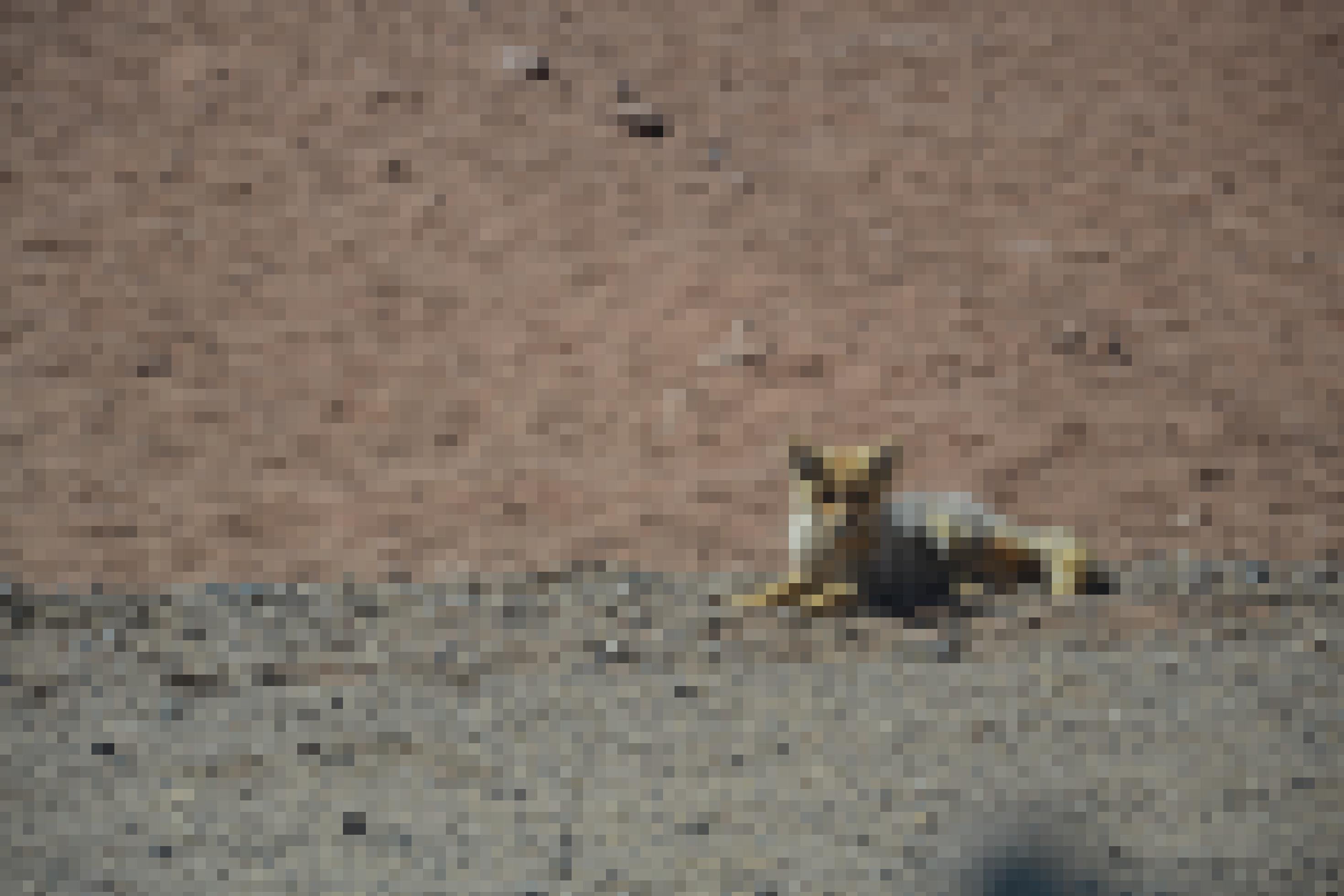 Liegender Fuchs im Morgenlicht, Atacama-Wüste.