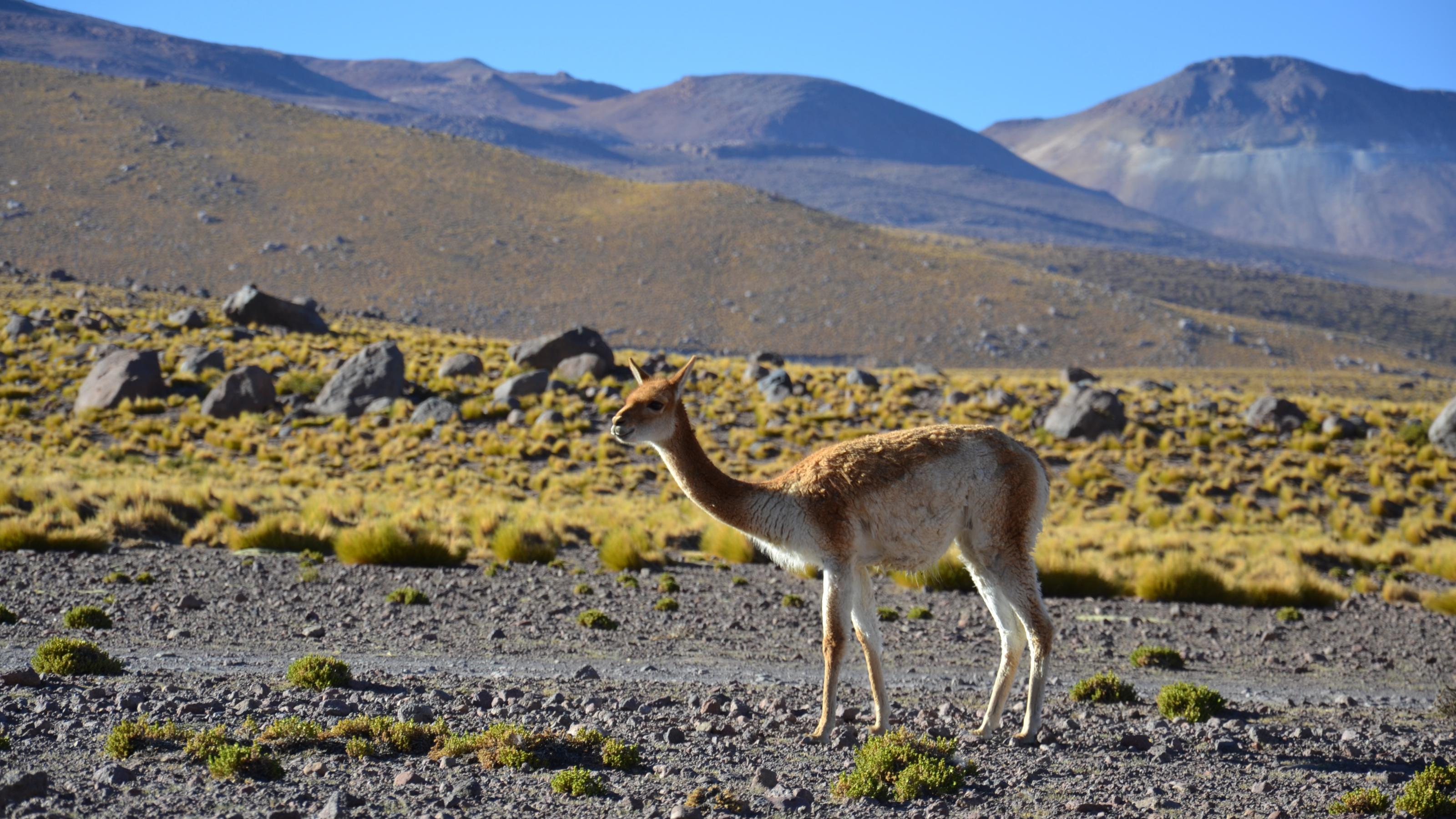 Vicuna schaut neugierig in die Kamera im Morgenlicht in der Atacama-Wüste, Chile.