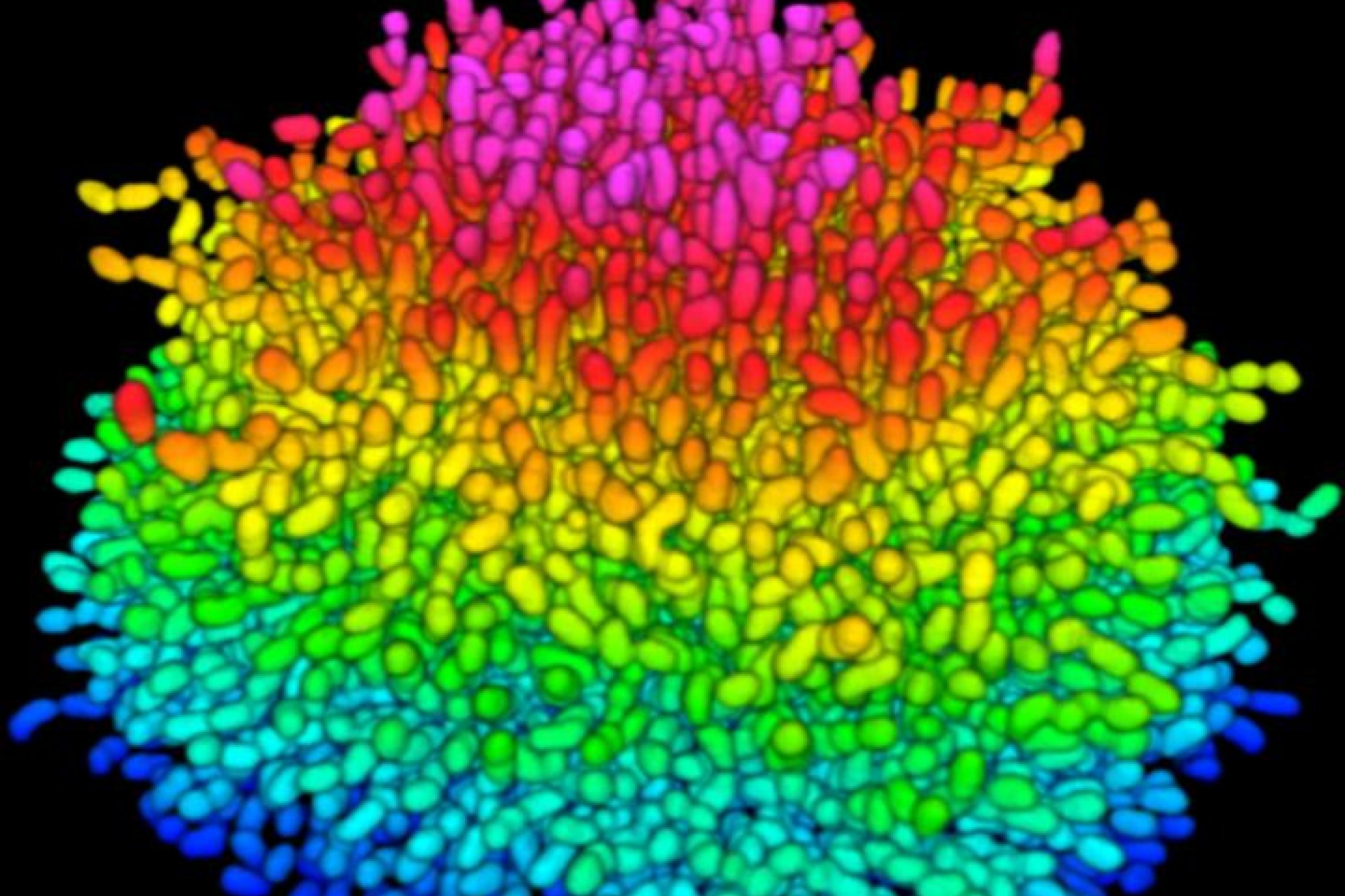 Simulation eines Cholera-Biofilms, in dem stäbchenförmige und in unterschiedlichen Farben markierte Bakterien eine kugelige Struktur ergeben.