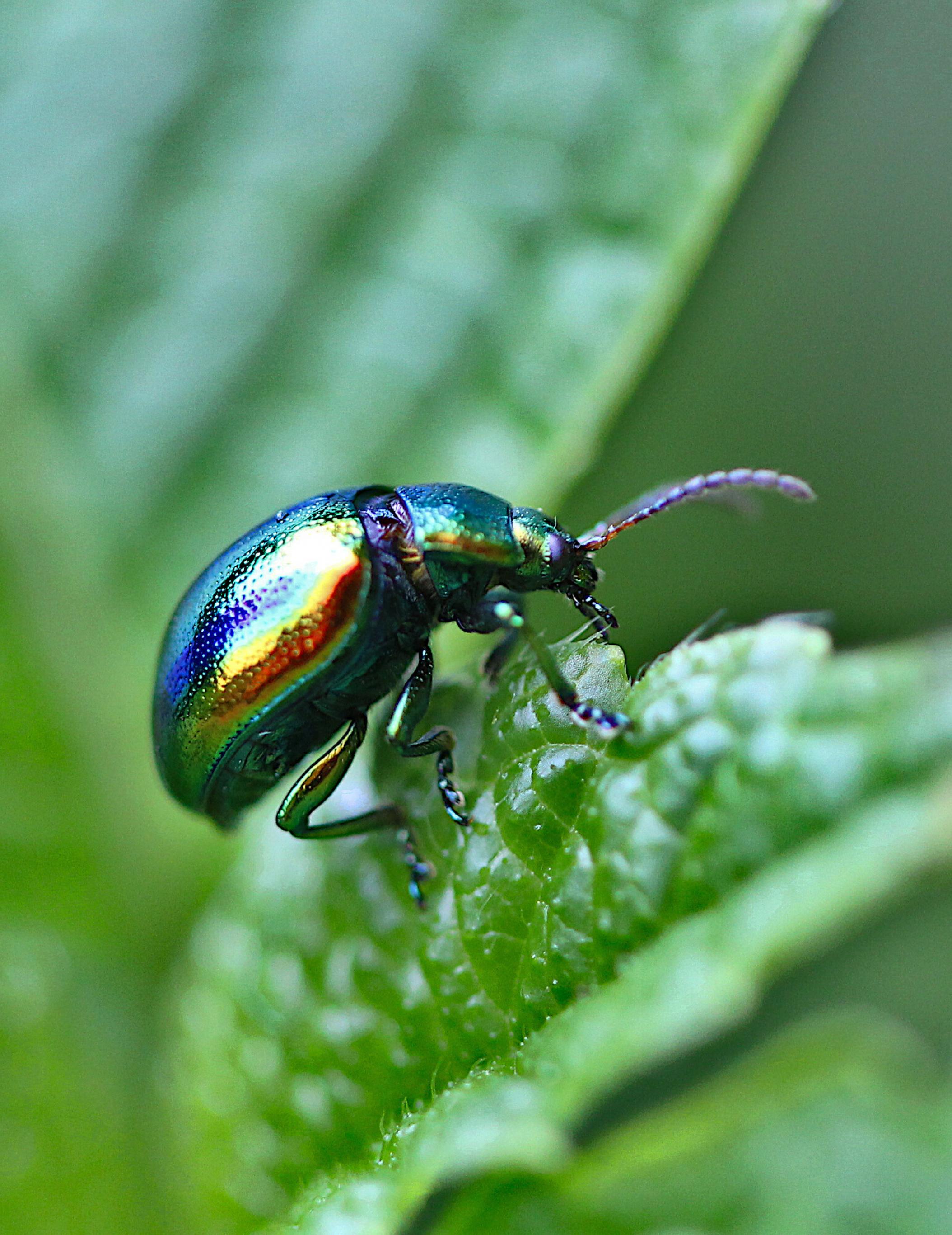 Ein metallisch gläzender, in allen Regenbogenfarben schillernder Käfer sitzt auf einem grünen Blatt.