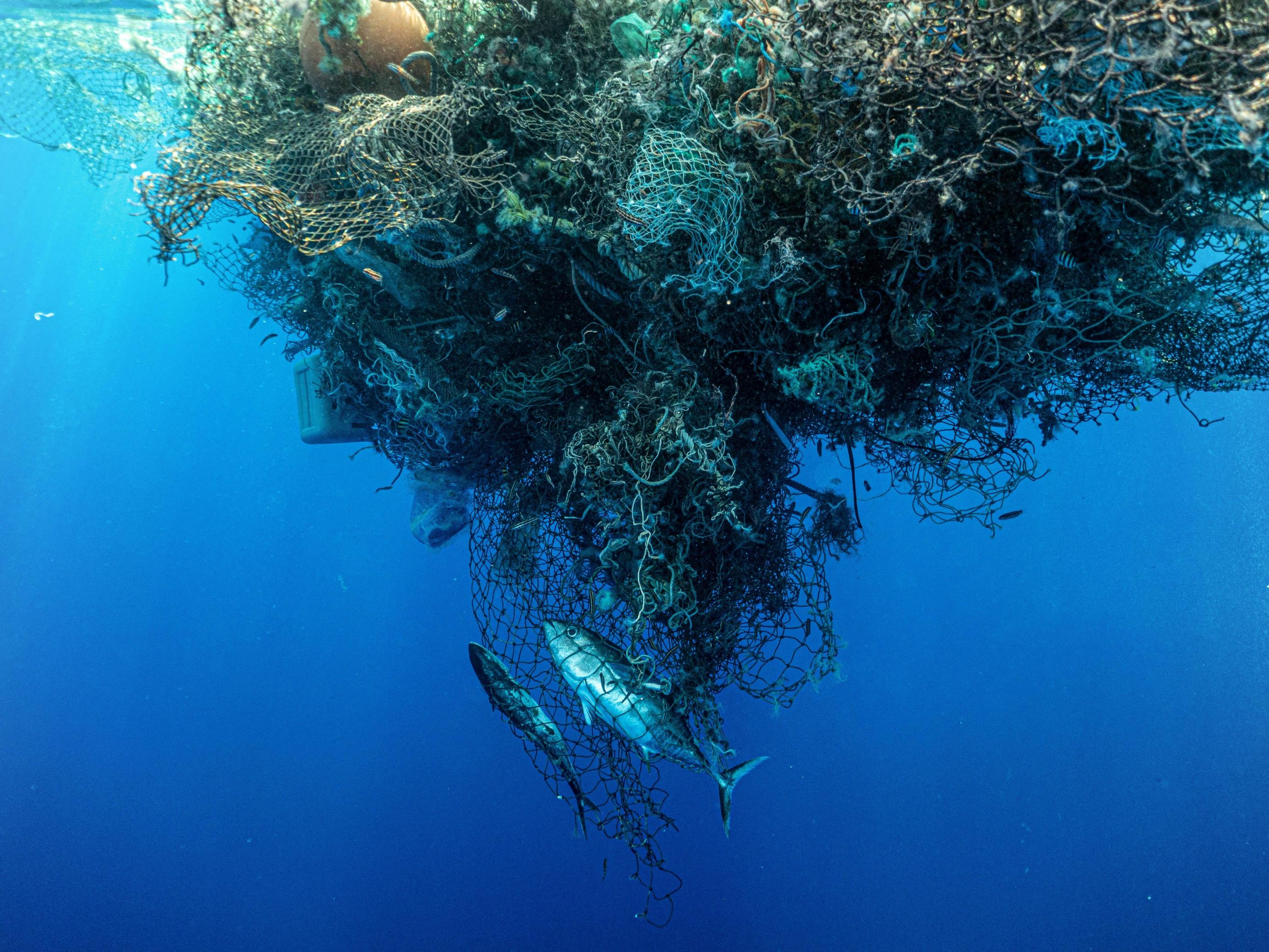 Ein Fischernetz im Wasser mit Fischen darin.