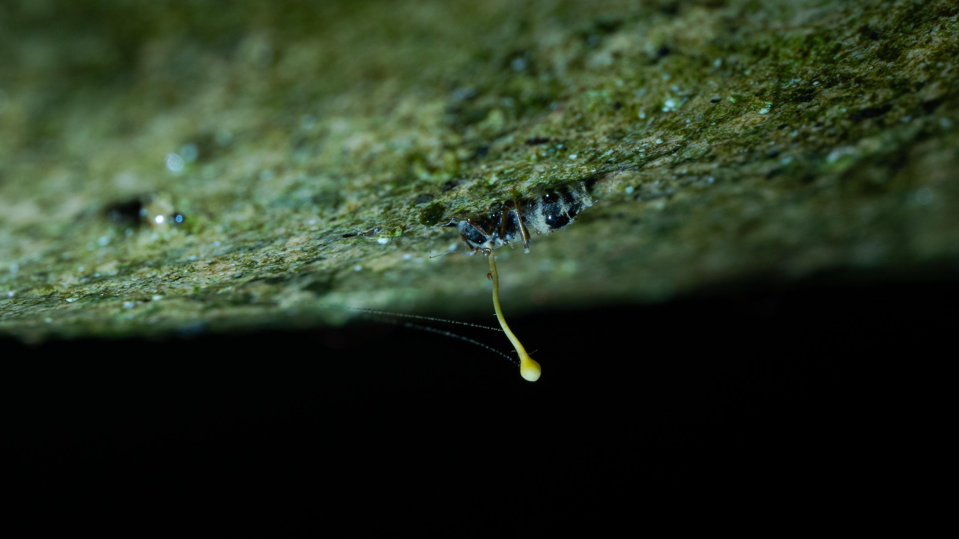 Foto einer toten Ameise, die von einem Pilzgeflecht überwuchert ist. Aus ihrem Körper sprießt der lange Fruchtkörper des Parasiten.
