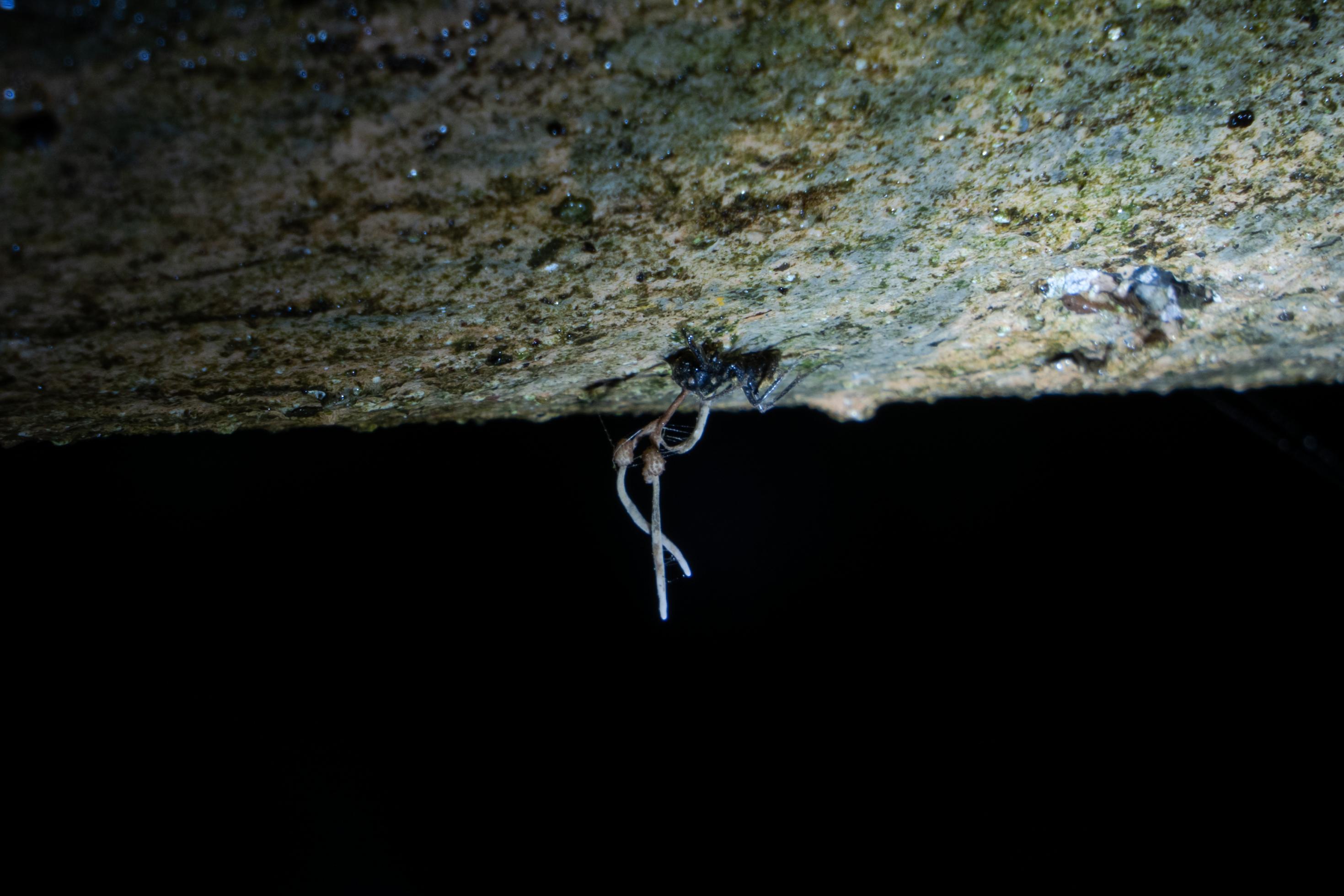 Foto einer toten Ameise, die kopfunter von einem Balken hängt. Aus ihrem Körper wachsen zwei langgestreckte Fruchtkörper des Pilzparasiten Cordyceps.