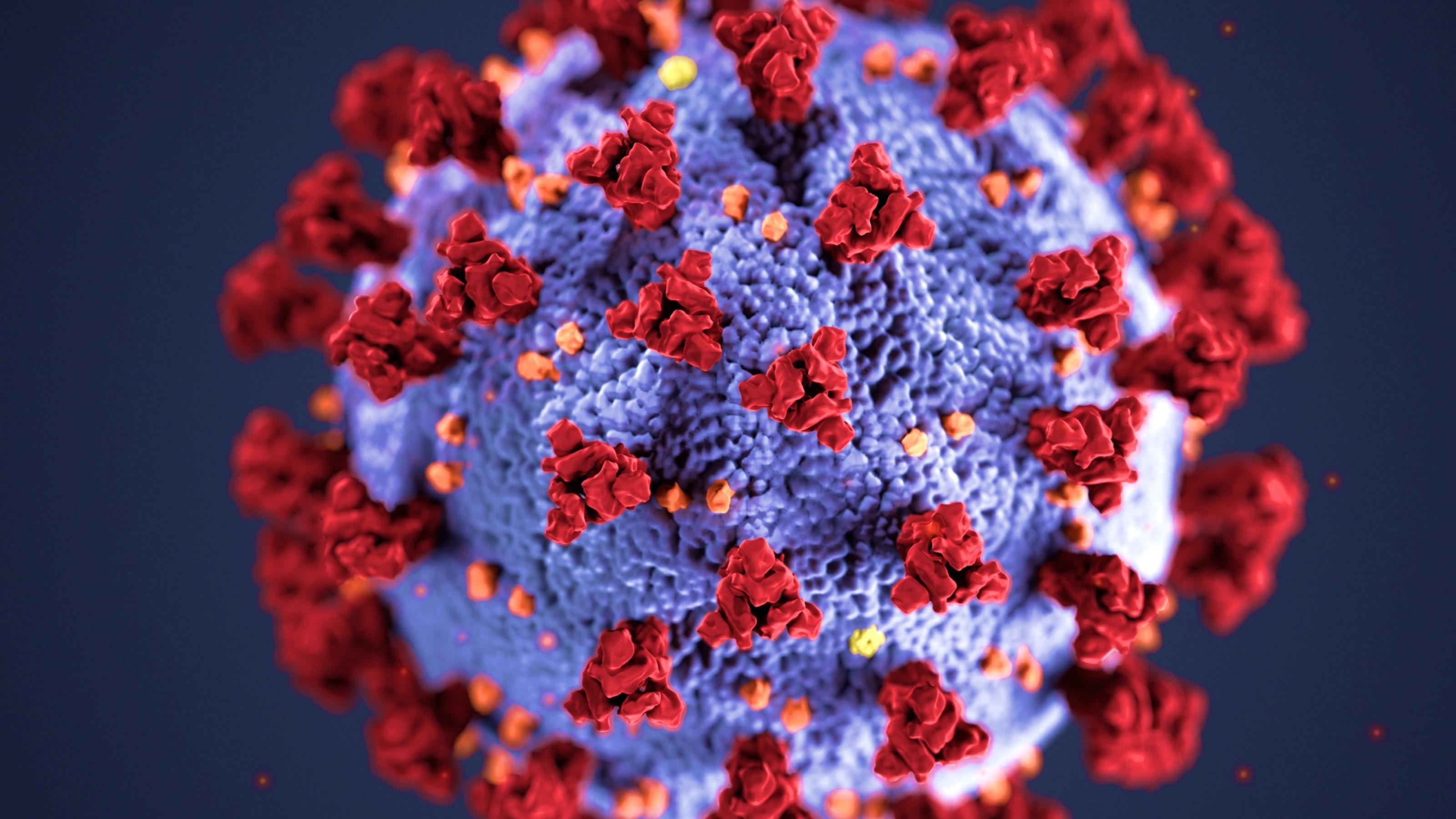 Die Abbildung ist ein Modell des Coronavirus, das eine Künstlerin erstellt hat.