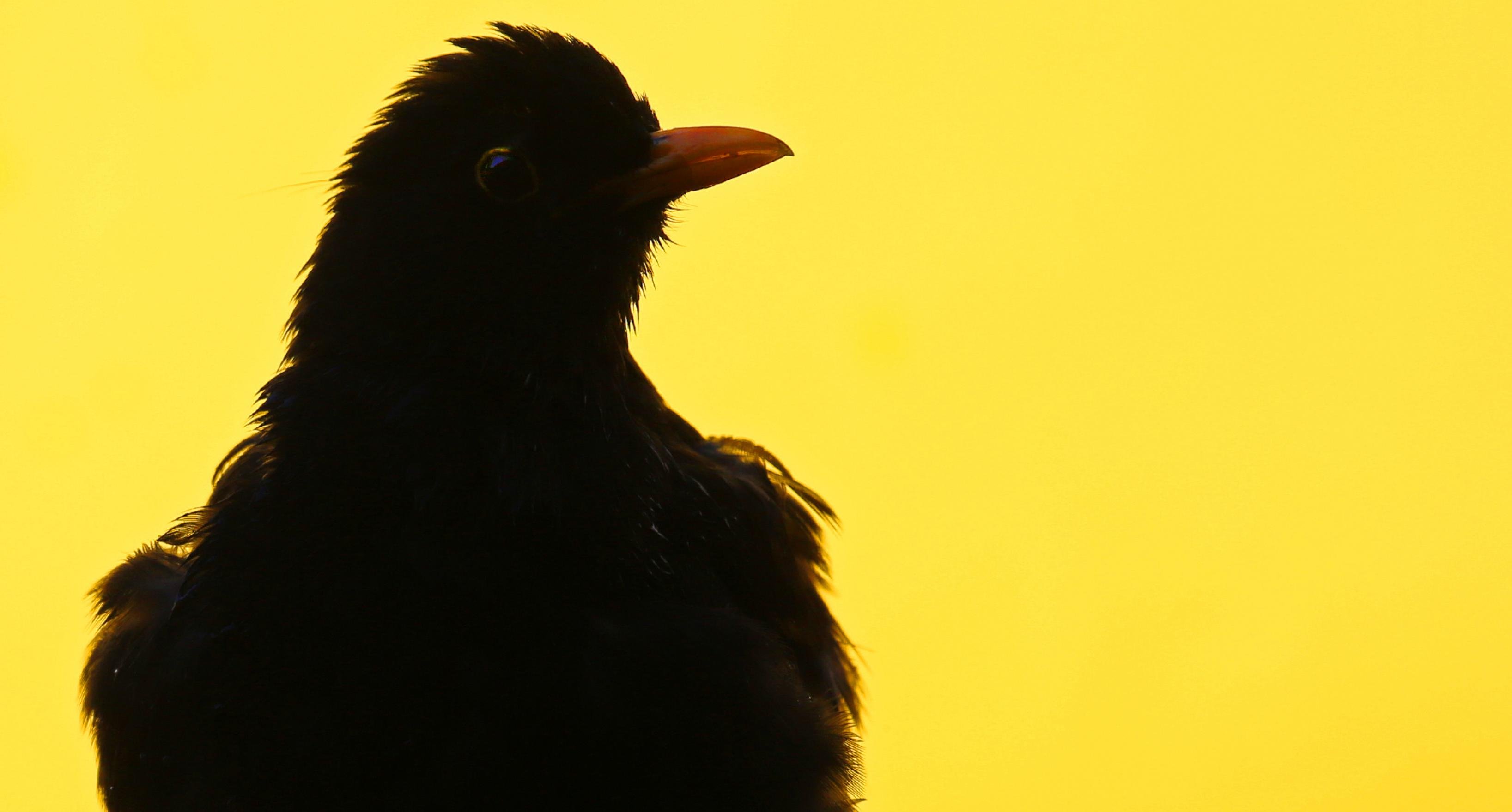 Eine männliche Amsel vor gelbem Hintergrund