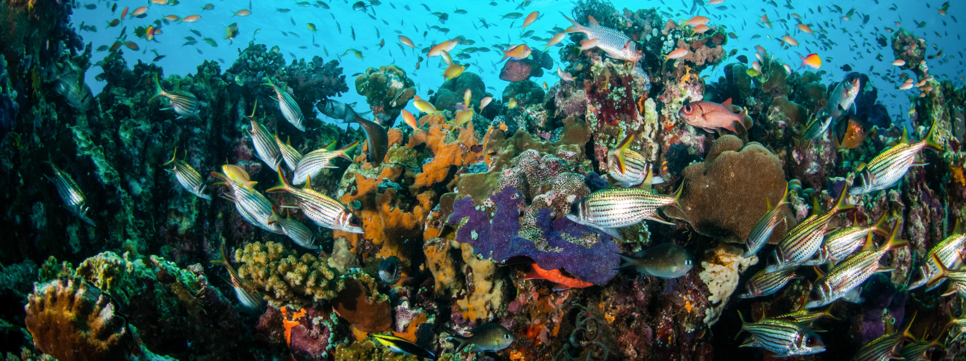 Das Bild zeigt quirlige Fischschwärme vor einem Korallenriff