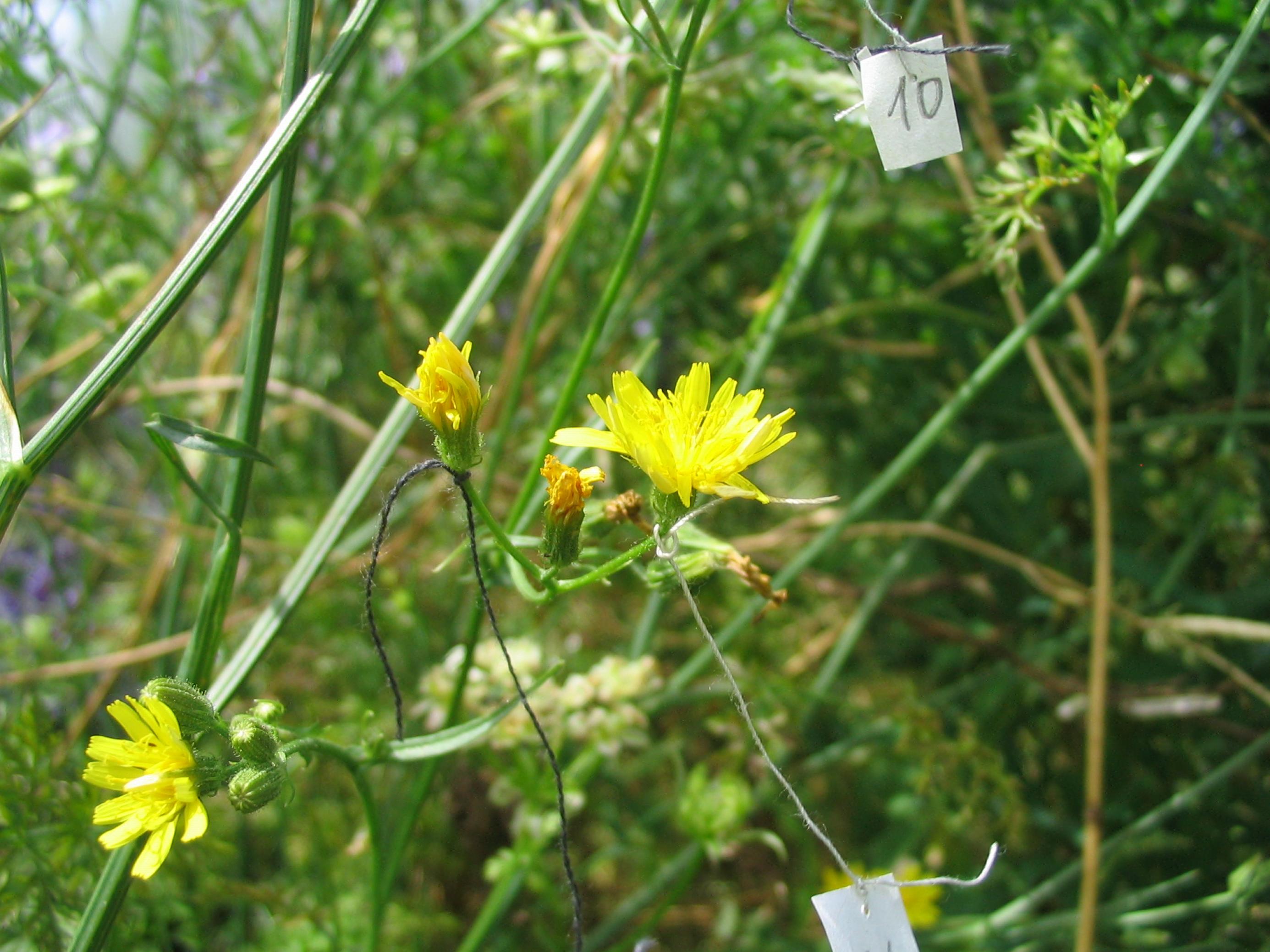 Blüte des Kleinköpfigen Pippau