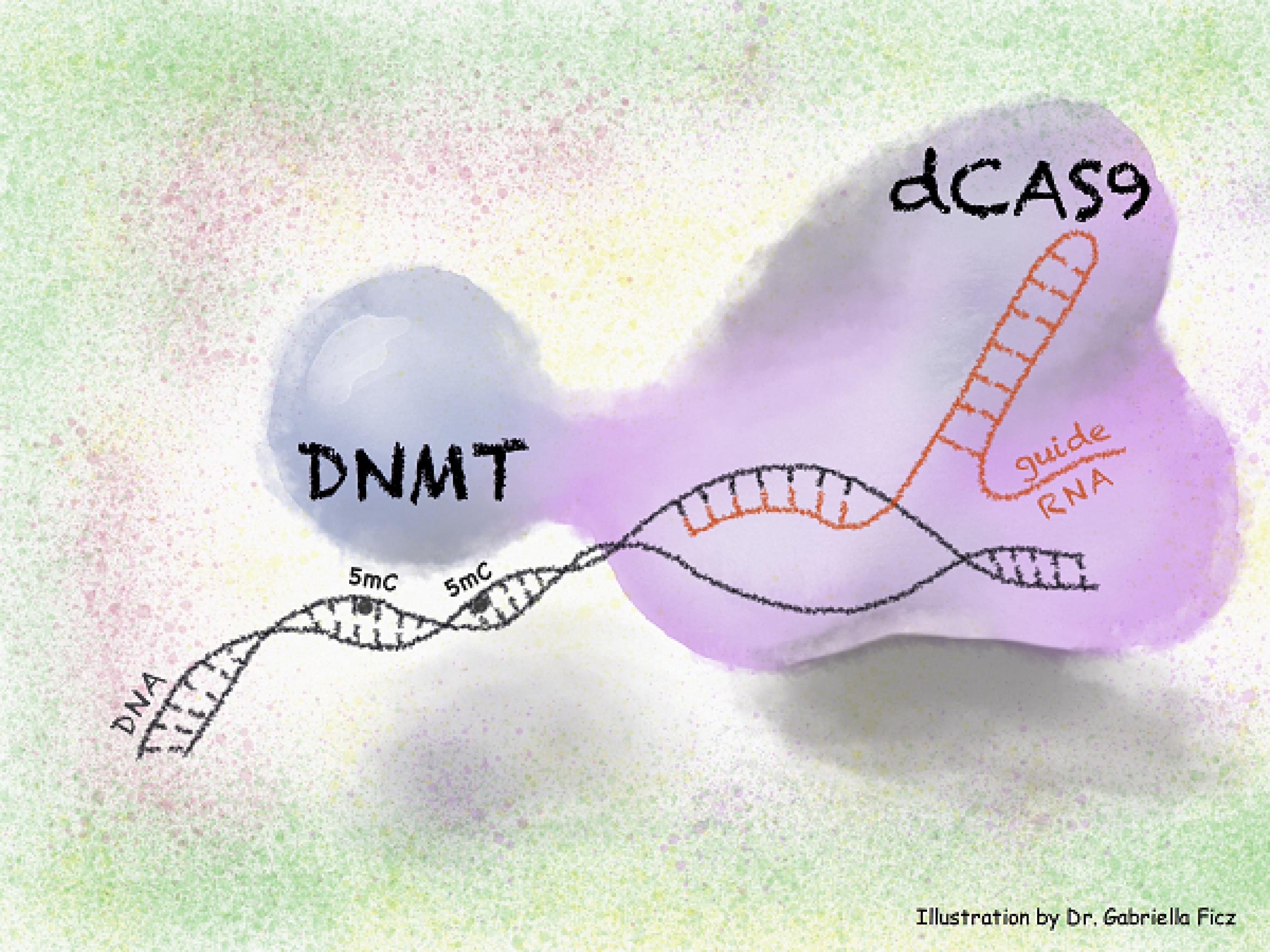 Grafik eines geöffneten DNA-Strangs, an den zwei Enzyme gebunden haben. Eines namens dCAS9 und eines namens DNMT.