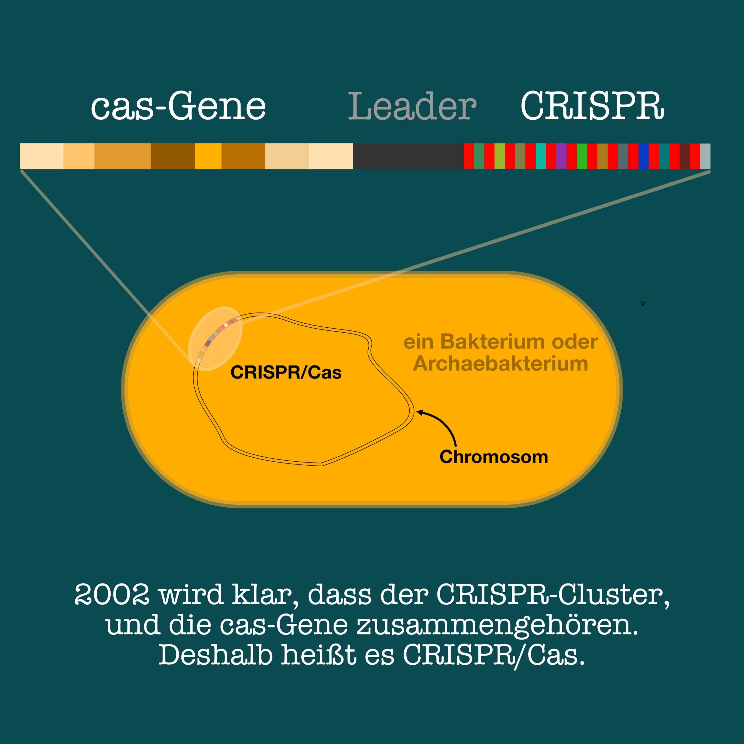 Grafische Darstellung einer Bakterien- oder Archaeen-Zelle, in dem CRISPR/Cas auf dem ringförmigen Chromosom verzeichnet ist und herausvergrößert ist, um das Ensemble aus das-Genen, leader-Srquenz und CRISPR-Sequenz zu zeigen.