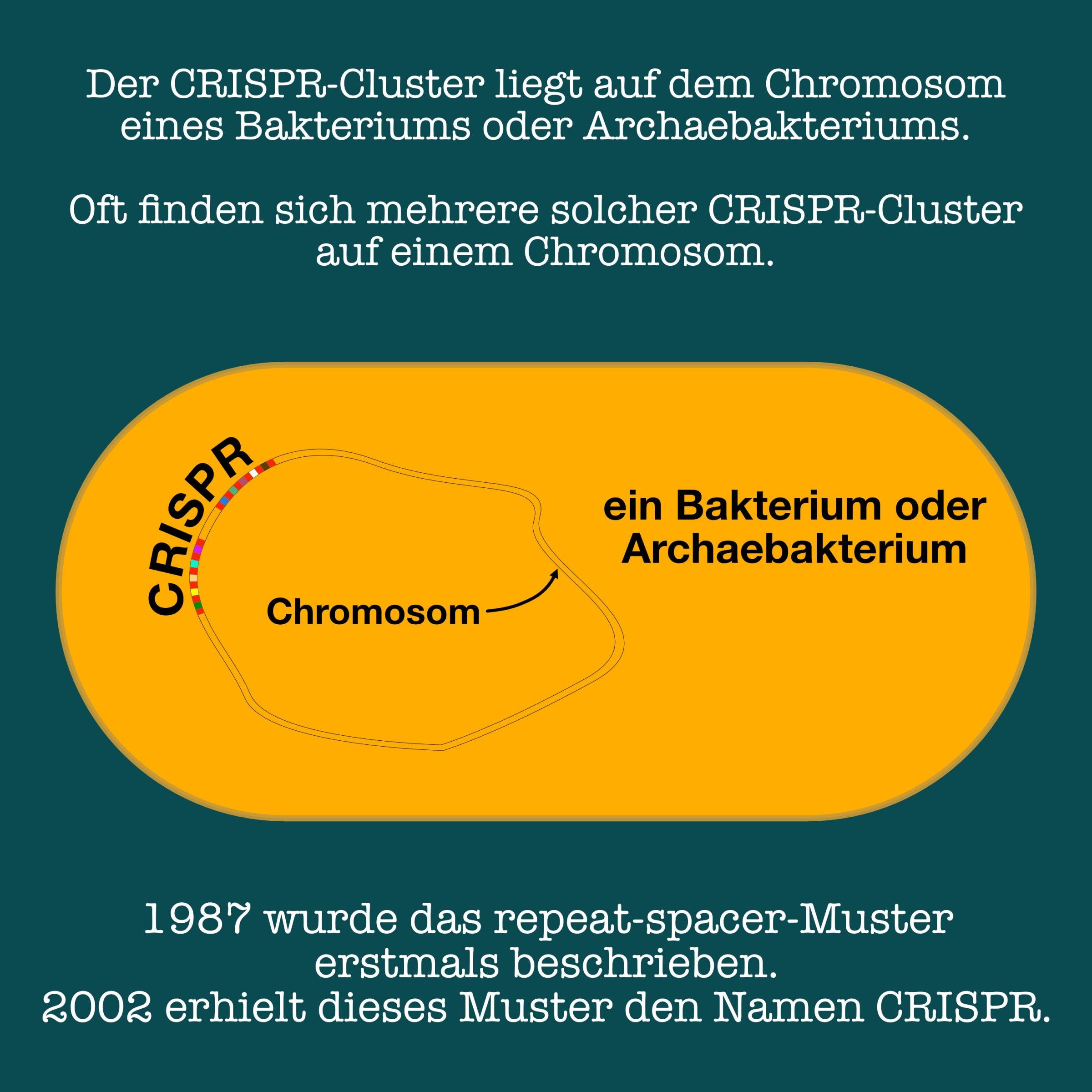 Grafische Darstellung einer Bakterie oder eines Archaebakteriums, in dem ein CRISPR-Cluster aus repeat und spacer-Abschnitten, auf dem ringförmigen Chromosom liegt