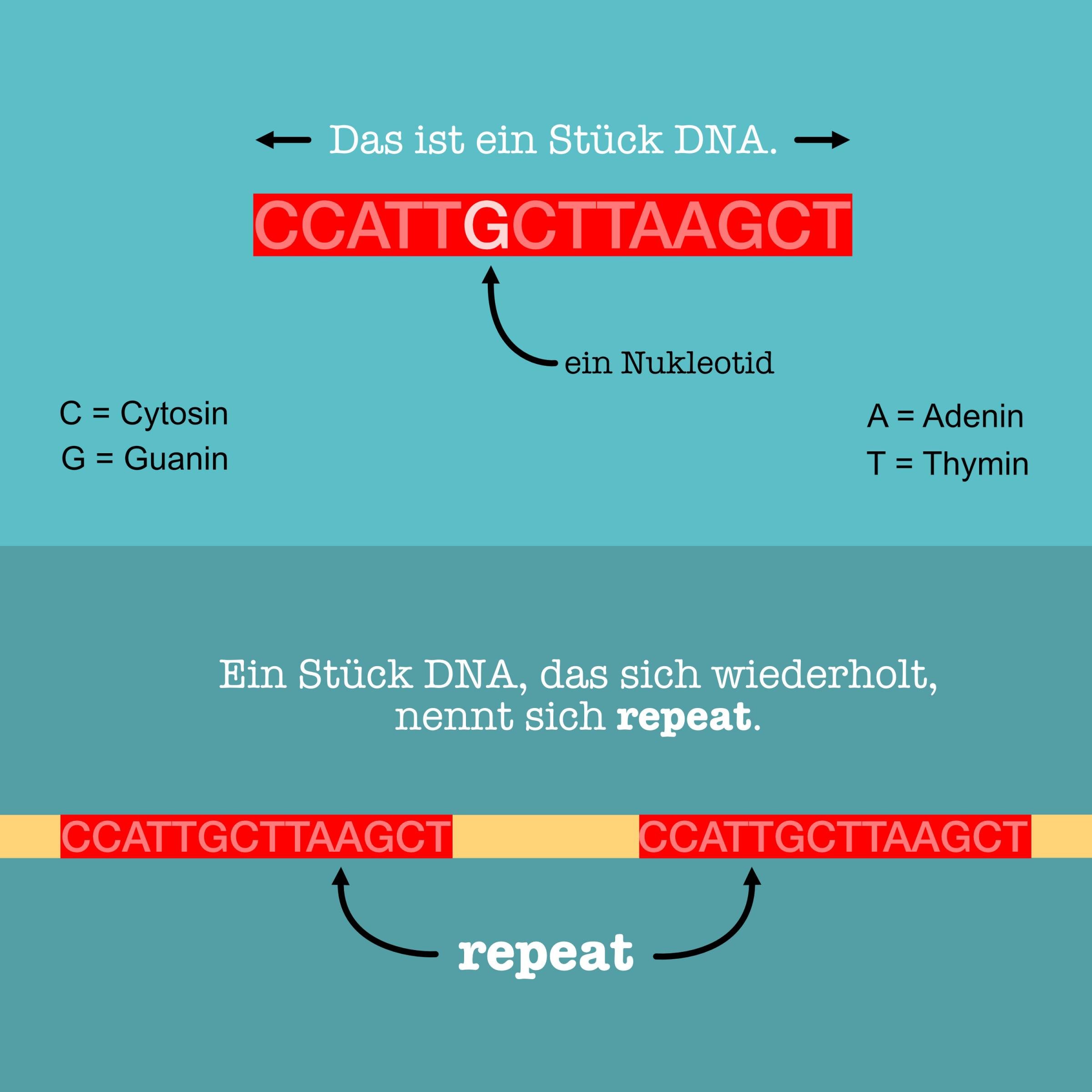 Grafische Darstellung von DNA-Sequenzen, die sich wiederholen und CRISPR-repeats darstellen..