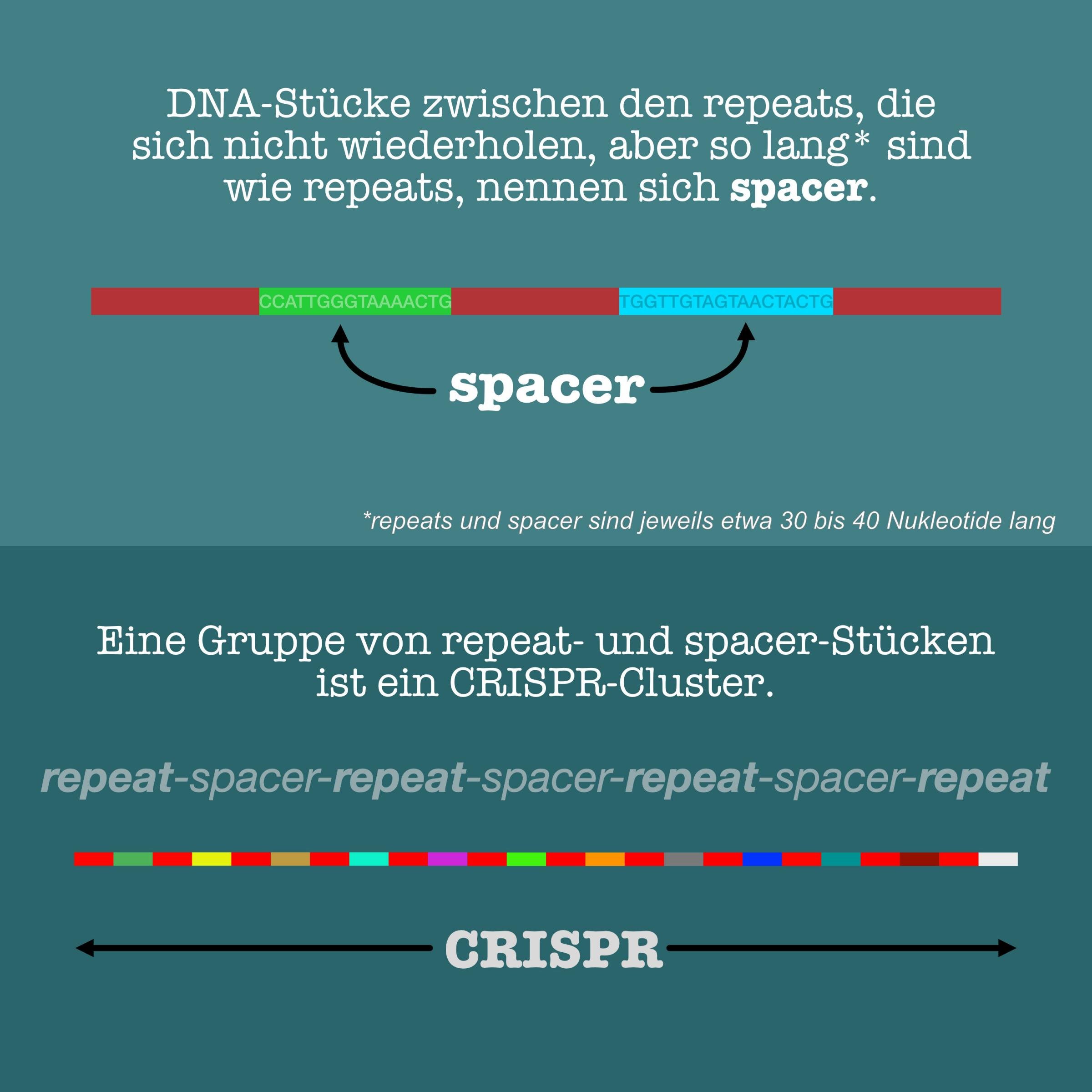 Grafische Darstellung von spacer-Sequenzen, die so lang sind wie repeat-Sequenzen, sich aber nicht wiederholen, weil jeder spacer einzigartig ist. Repeat und spacer-Sequenzen bilden einen CRISPR-Cluster