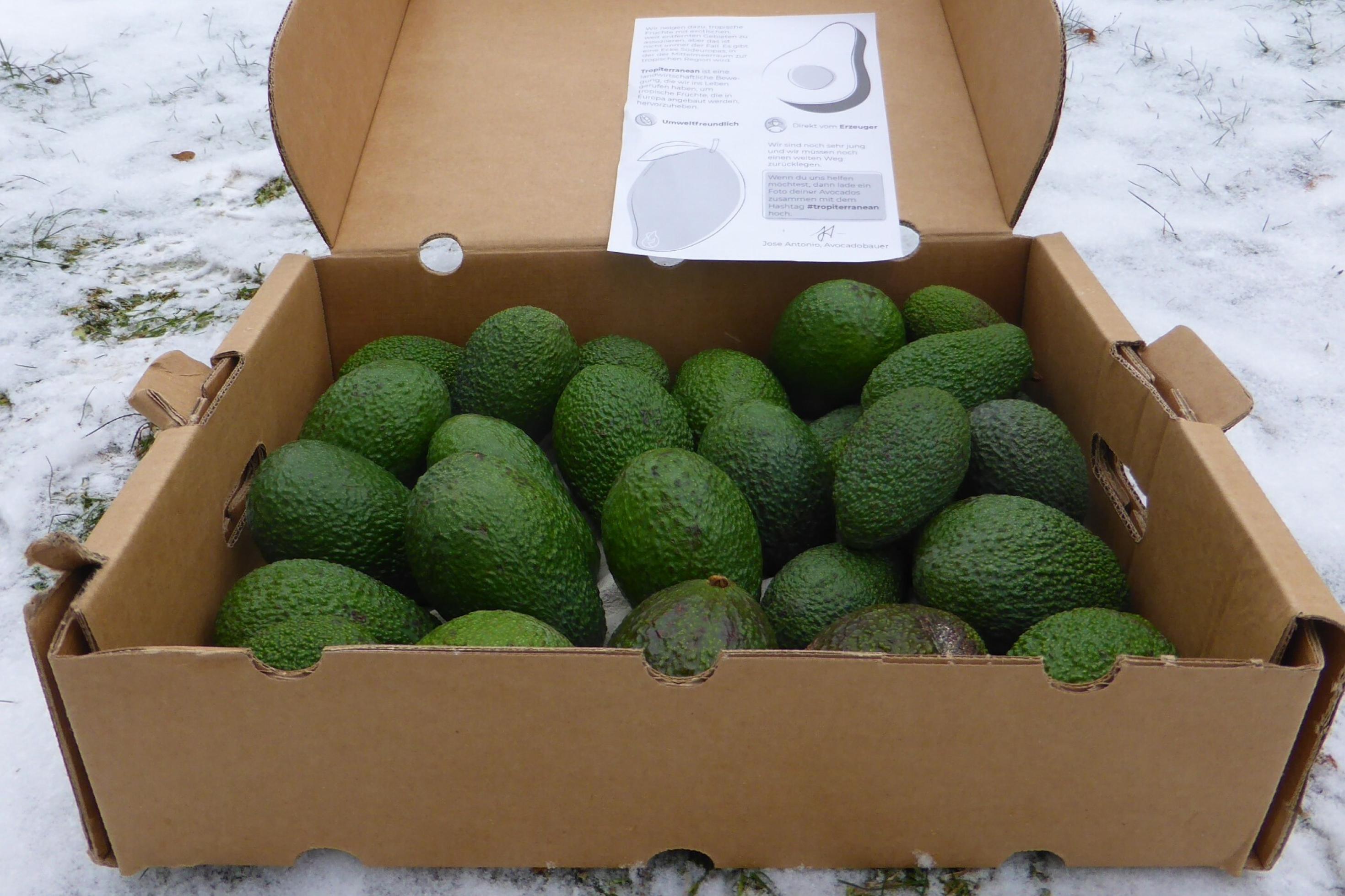 Geöffneter Karton mit vier Kilogramm Avocados auf verschneitem Rasen.