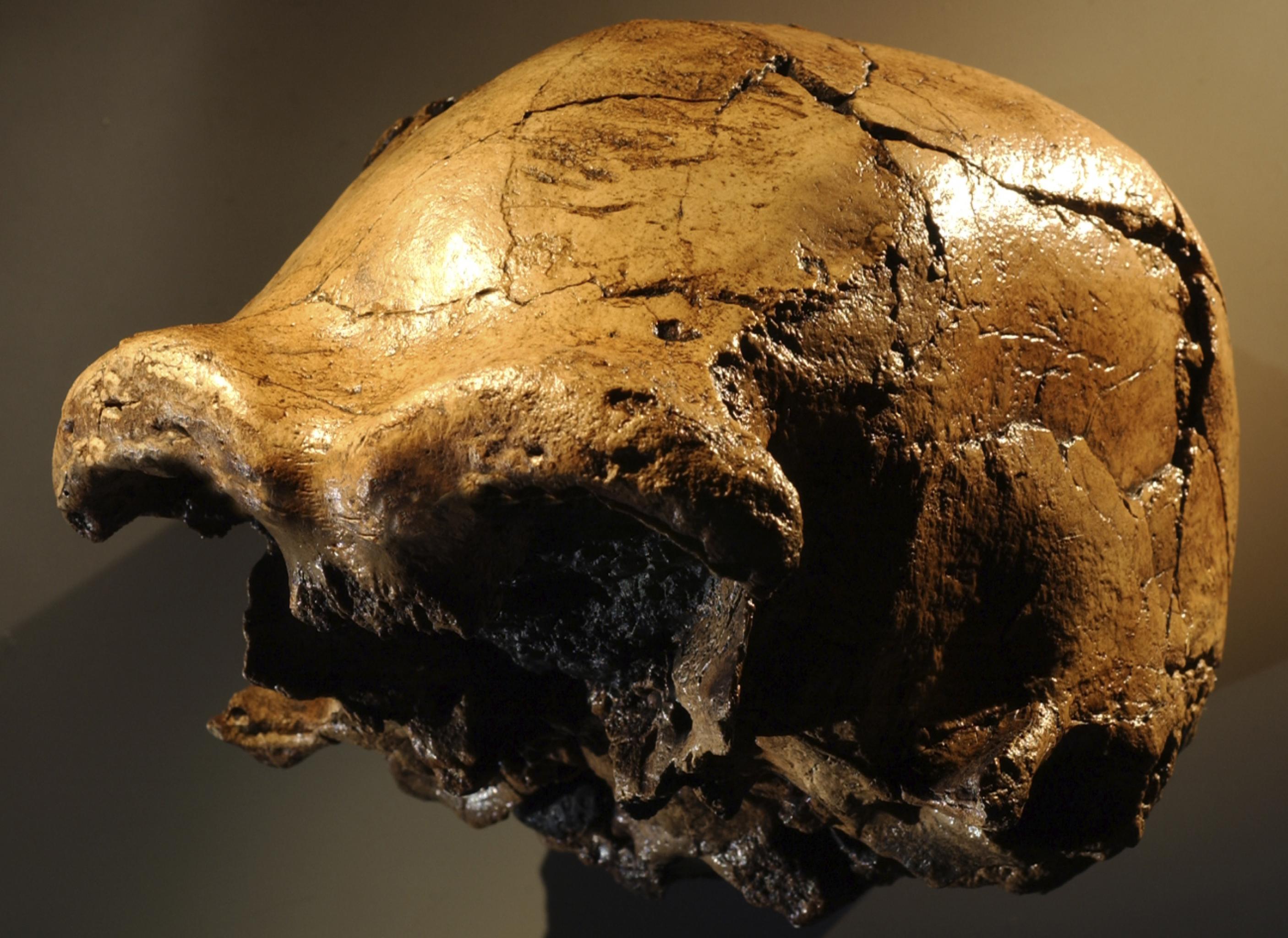 Der fossile, gelbbraun glänzende Schädel eines Urmenschen ist – halb von vorn, halb von der linken Seite – zu sehen. Eindrucksvoll sind die gewaltigen knöchernen Wülste über den Augenhöhlen. Der Hirnschädel ist fast komplett erhalten, doch vorne fehlen Nasenpartie, Wangen, Ober- und Unterkiefer.