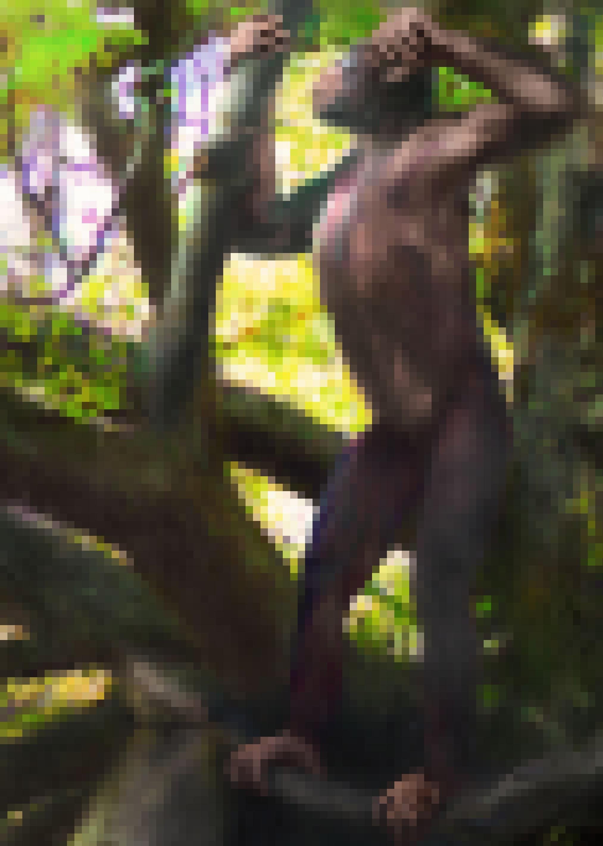 Die künstlerische Darstellung zeigt den Menschenaffen „Udo“ (Danuvius guggenmosi), wie er aufrecht auf einem Ast steht. Er konnte aber auch in den Bäumen klettern. Der in Bayern entdeckte Ur-Europäer lebte vor zwölf Millionen Jahren.