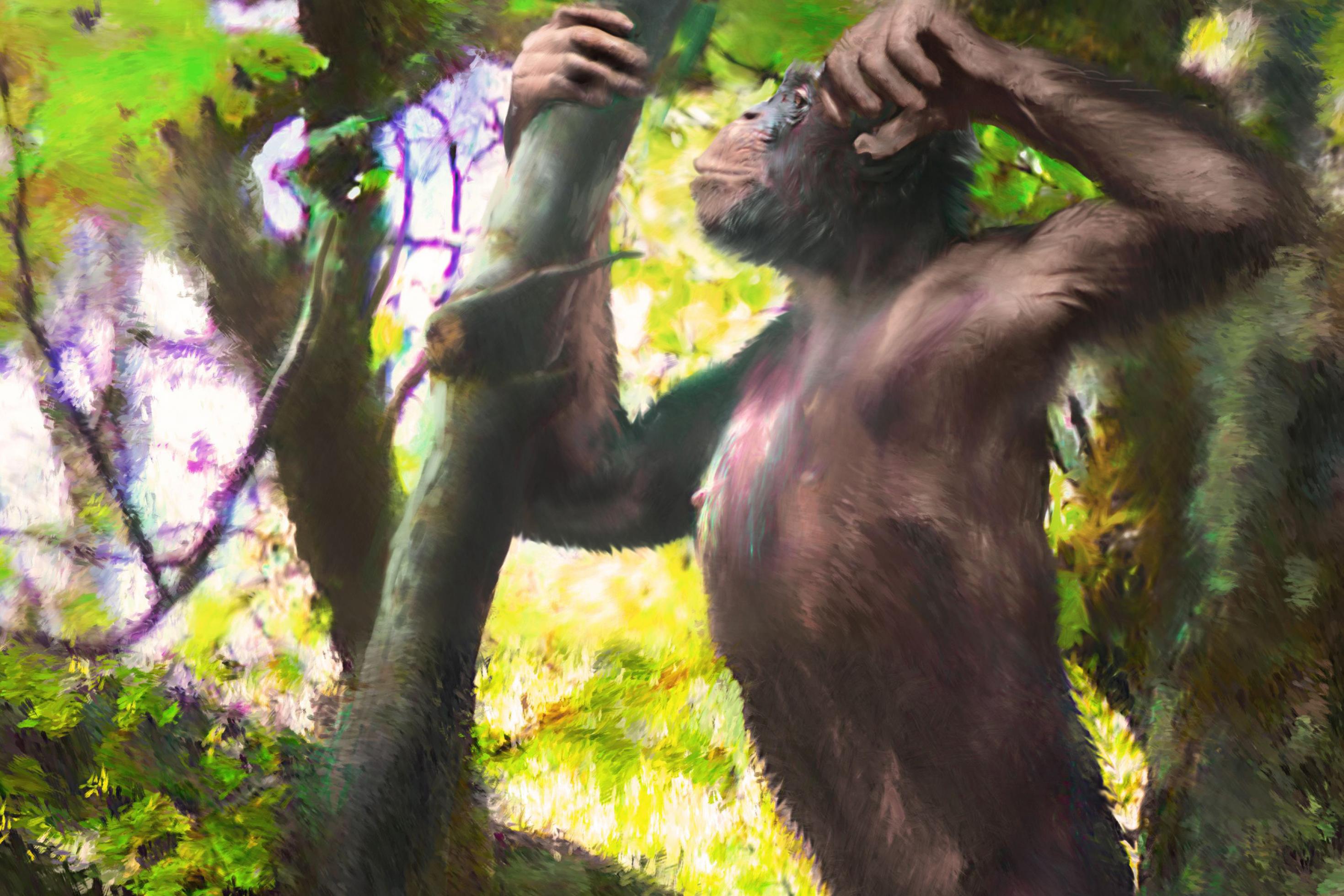 Das Bild zeigt den Menschenaffen „Udo“ als künstlerische Darstellung. Udo lebte vor zwölf Millionen Jahren in Europa und konnte sich aufrecht auf zwei Beinen fortbewegen. Sein lateinischer Name lautet Danuvius guggenmosi.