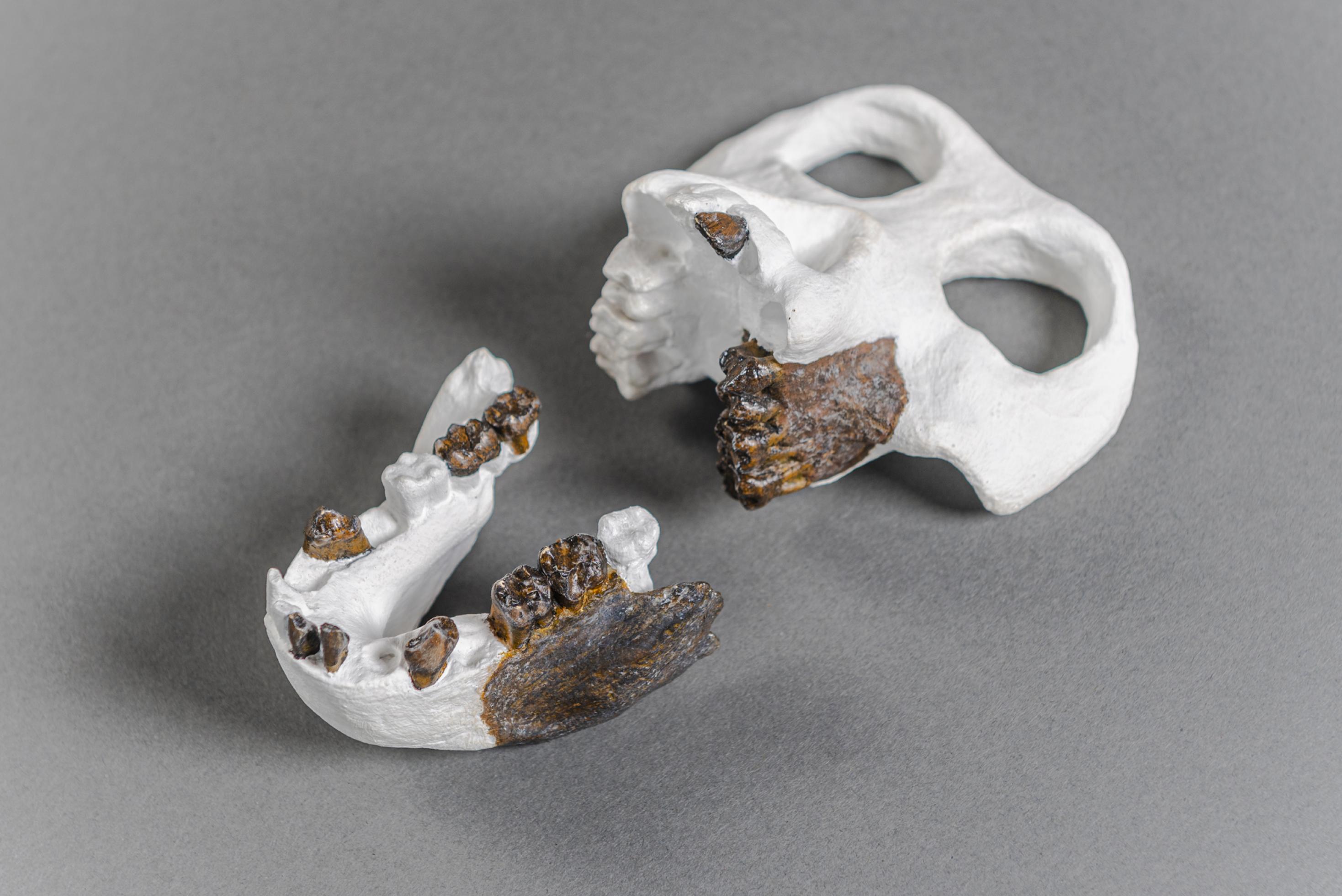 Das Foto zeigt eine Rekonstruktion des gesamten Schädels von Danuvius anhand der gefundenen fossilen Kieferbruchstücke und Zähne. Vor allem die Zähne weisen charakteristische Merkmale auf, die es den Paläoanthropologen ermöglichen, den Fund systematisch einzuordnen, als Art zu definieren und festzustellen mit wem er verwandt ist.