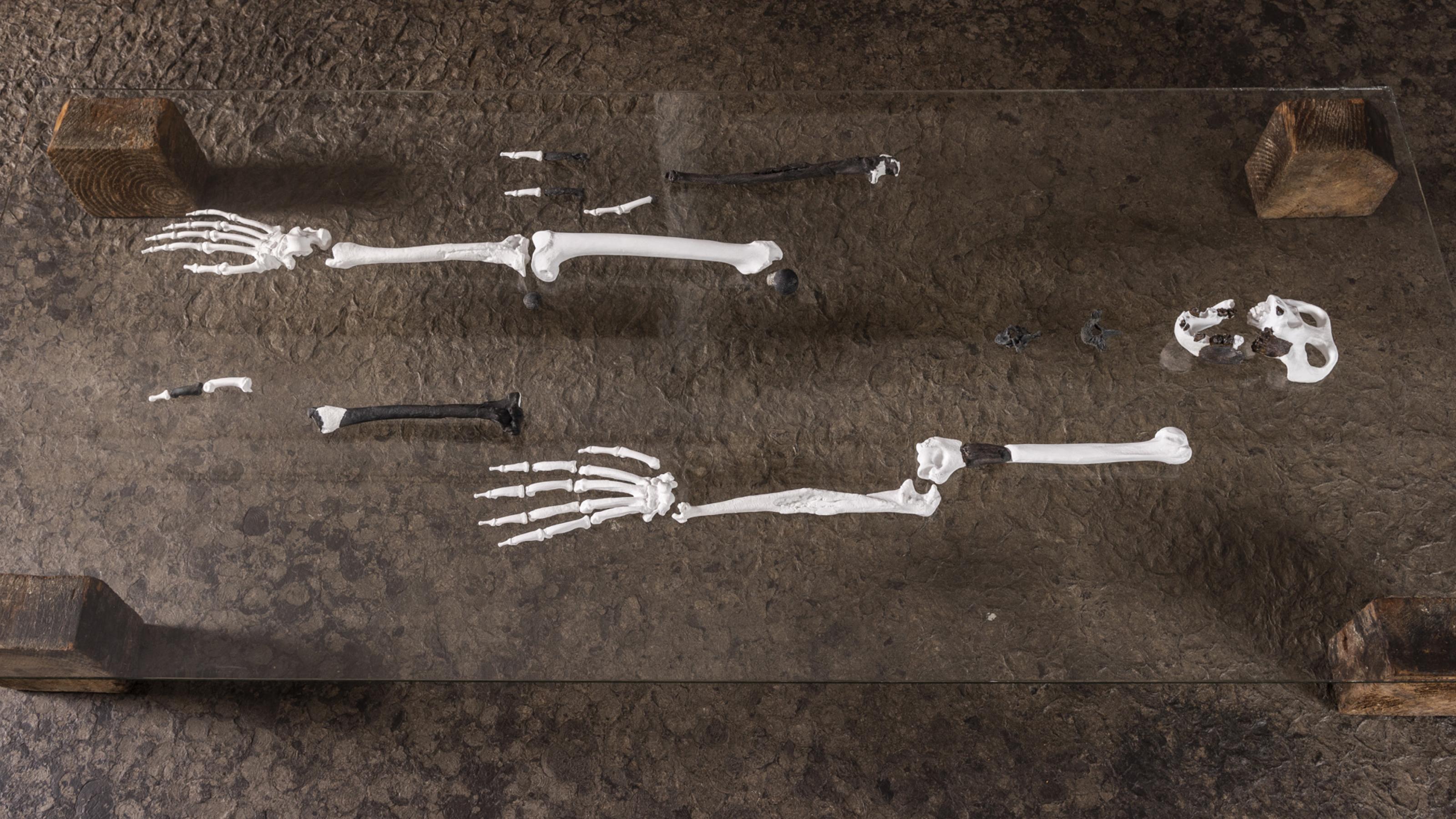 Auf einer Glasplatte haben Forscher das Skelett des aufrecht gehenden Menschenaffen Danuvius guggenmosi ausgebreitet. Nur ein Teil der Knochen ist erhalten, den Rest haben die Forscher rekonstruiert