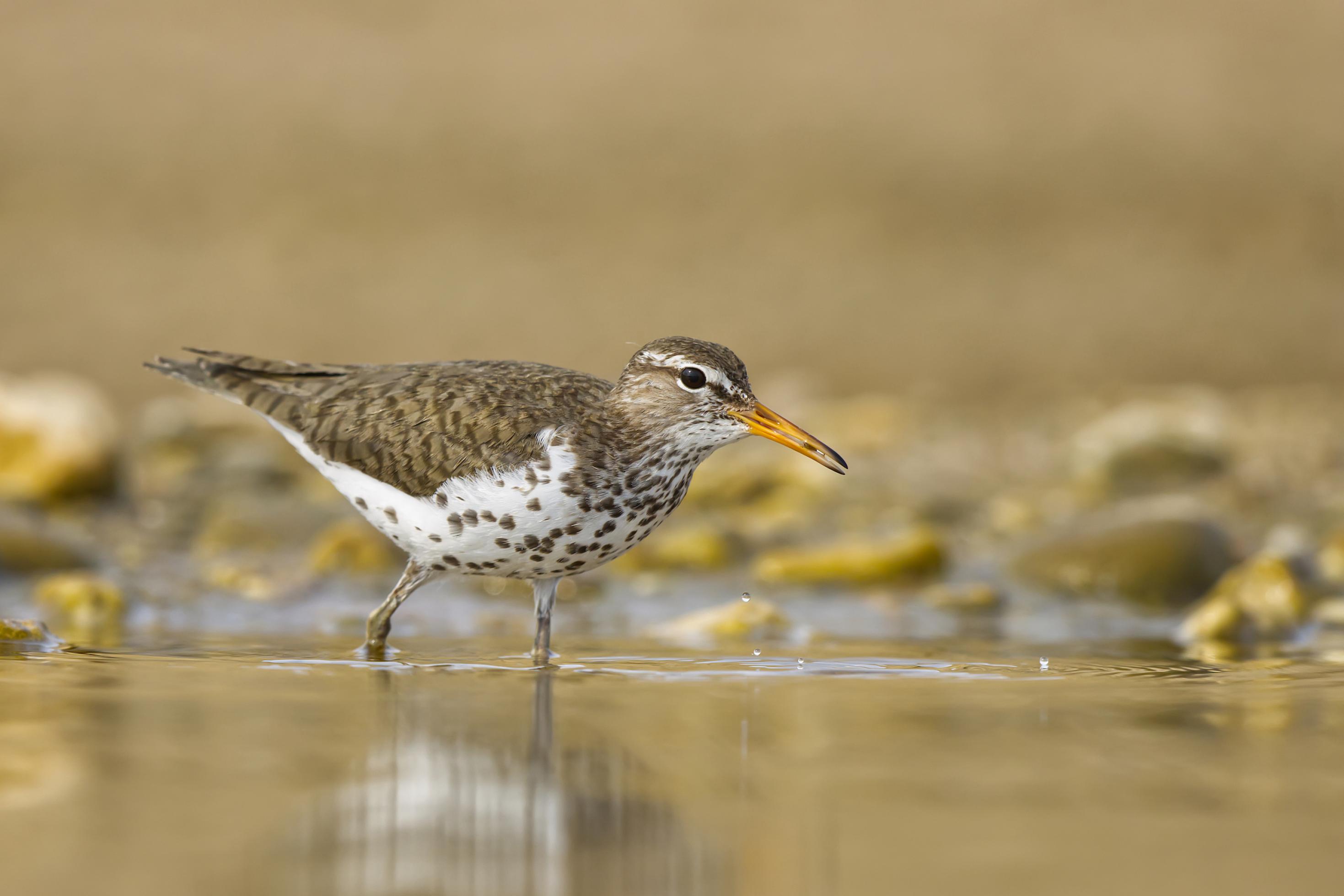 Braungrau gesprenkelter Watvogel mit beigefarbener Brust, durch ein flaches Gewässer schreitend.