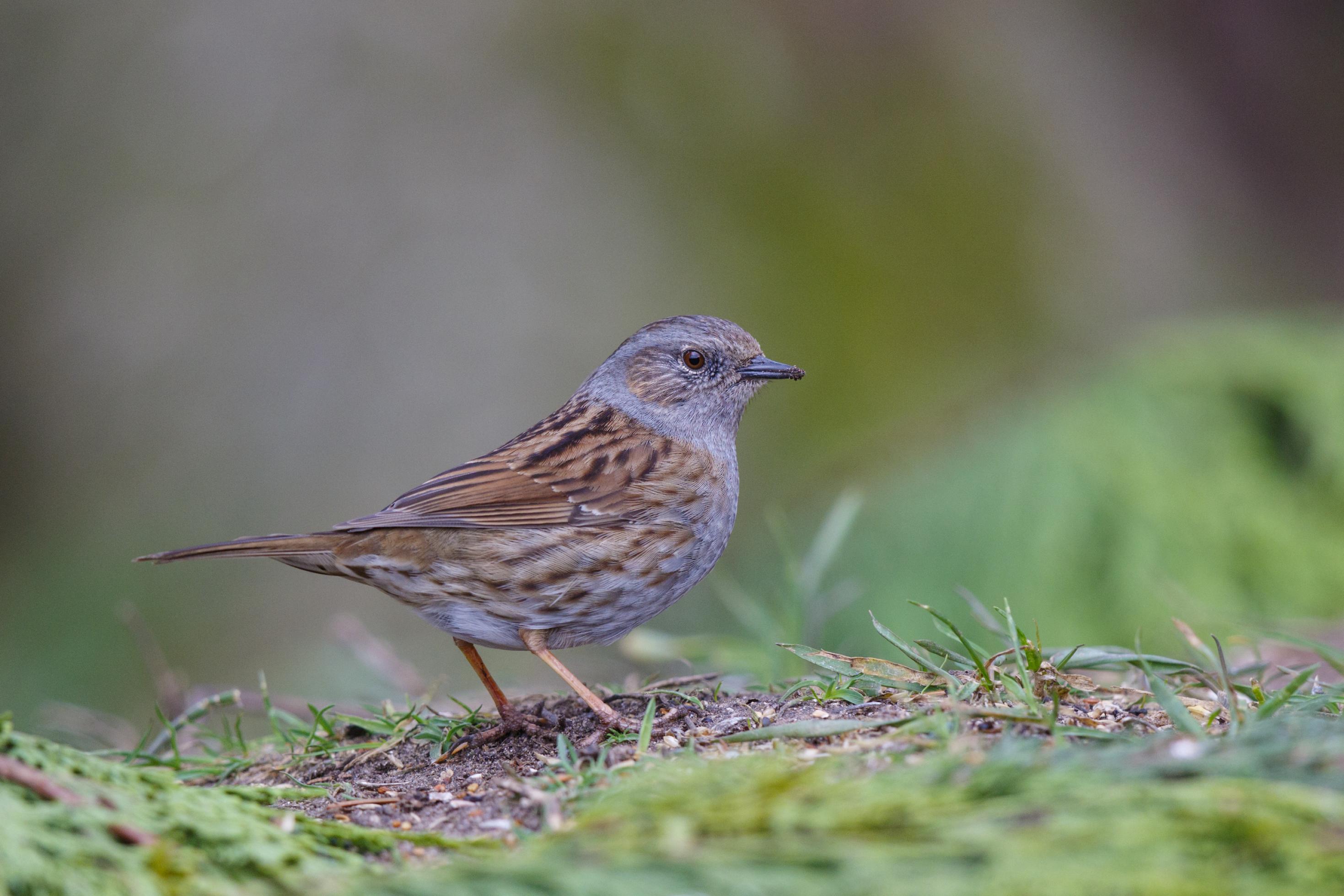 Graubraun gemusterter Singvogel mit spitzem Insektenfresser-Schnabel auf moosbedecktem Boden.