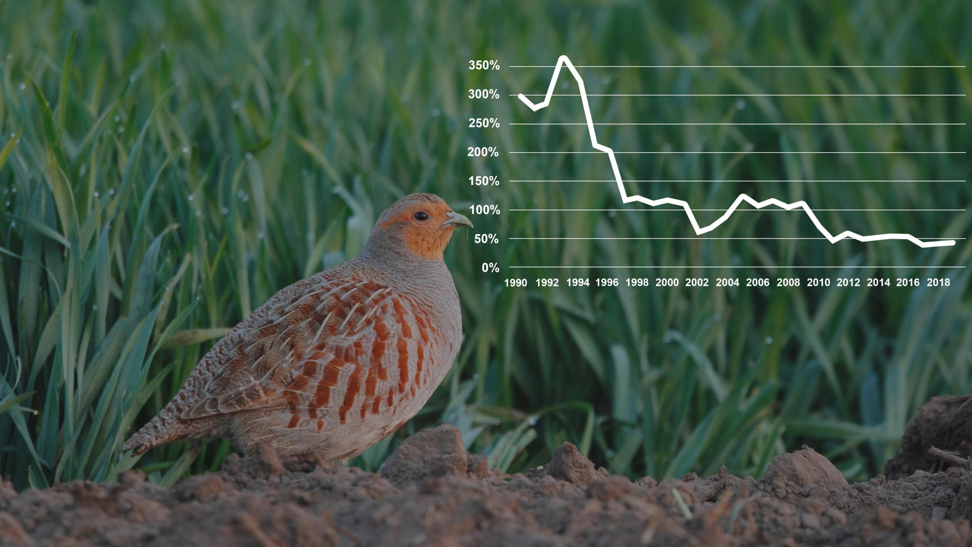 Rebhuhn am Rand eines Ackers, daneben ein Chart, der die Entwicklung der deutschen Population seit 1990 zeigt.