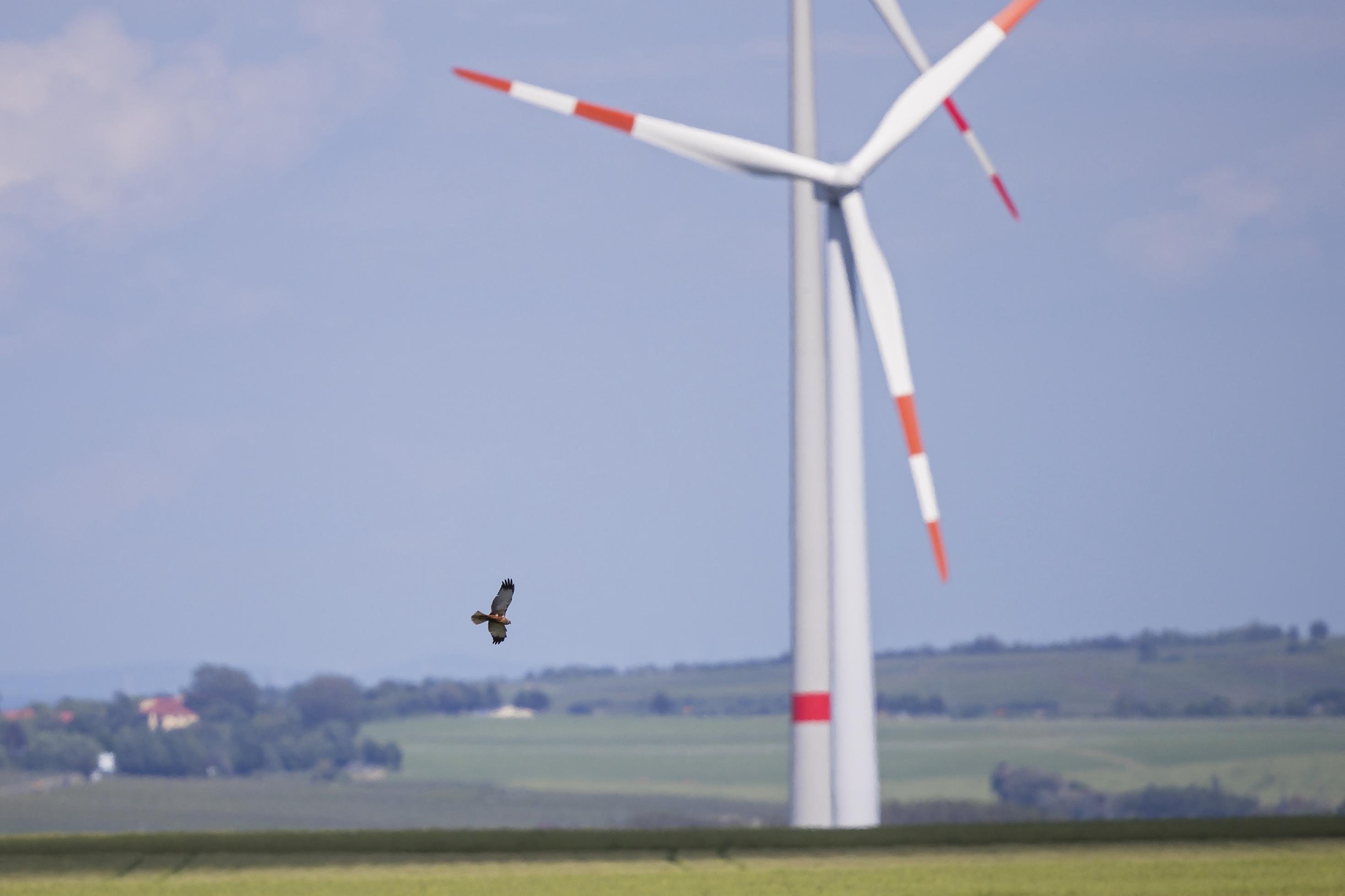 Brauner Greifvogel über einer flachen Landschaft mit Windrädern.