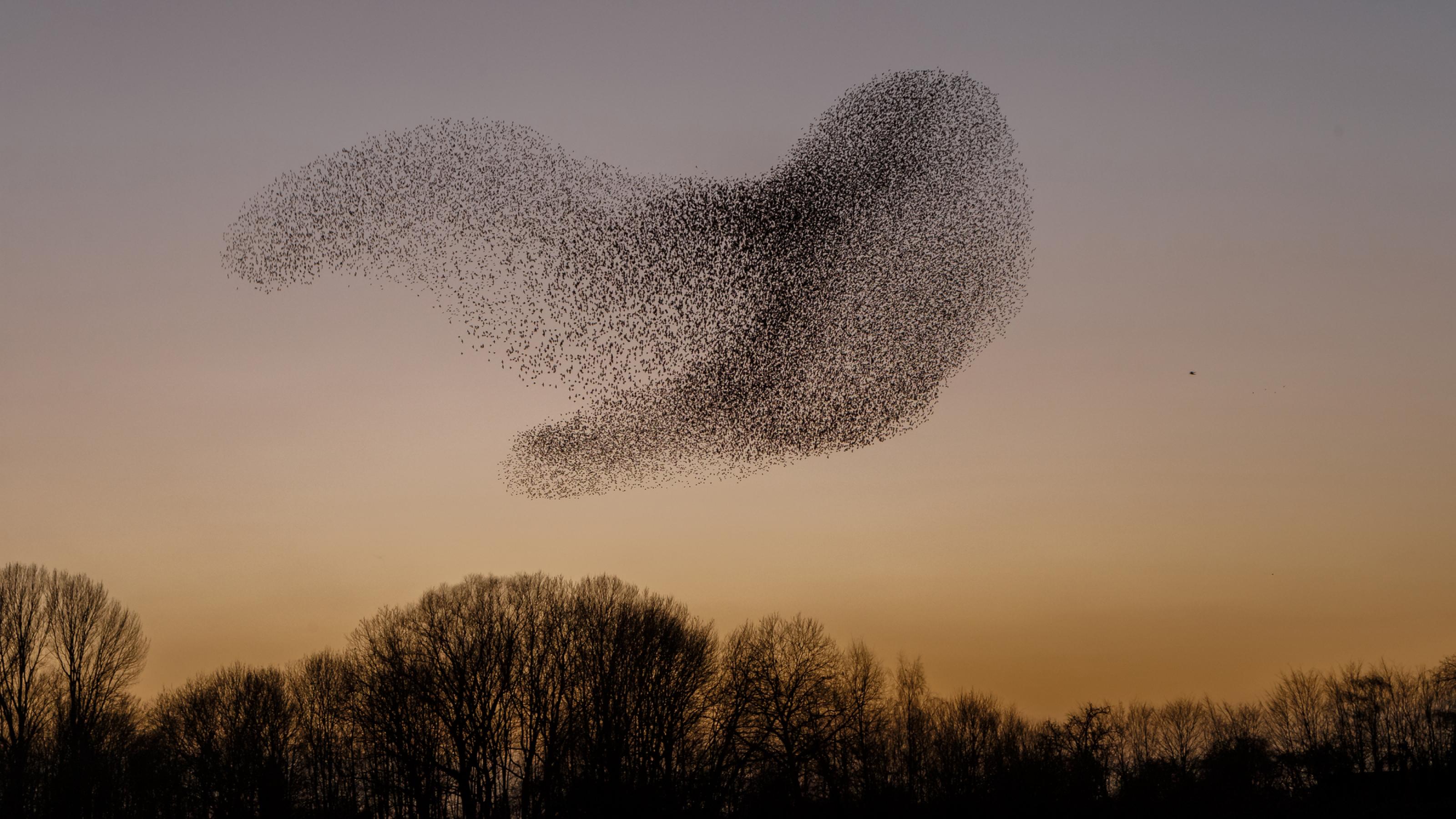 Starenschwarm über Bäumen, der die Form eines Vogels mit ausgebreiteten Flügeln hat.