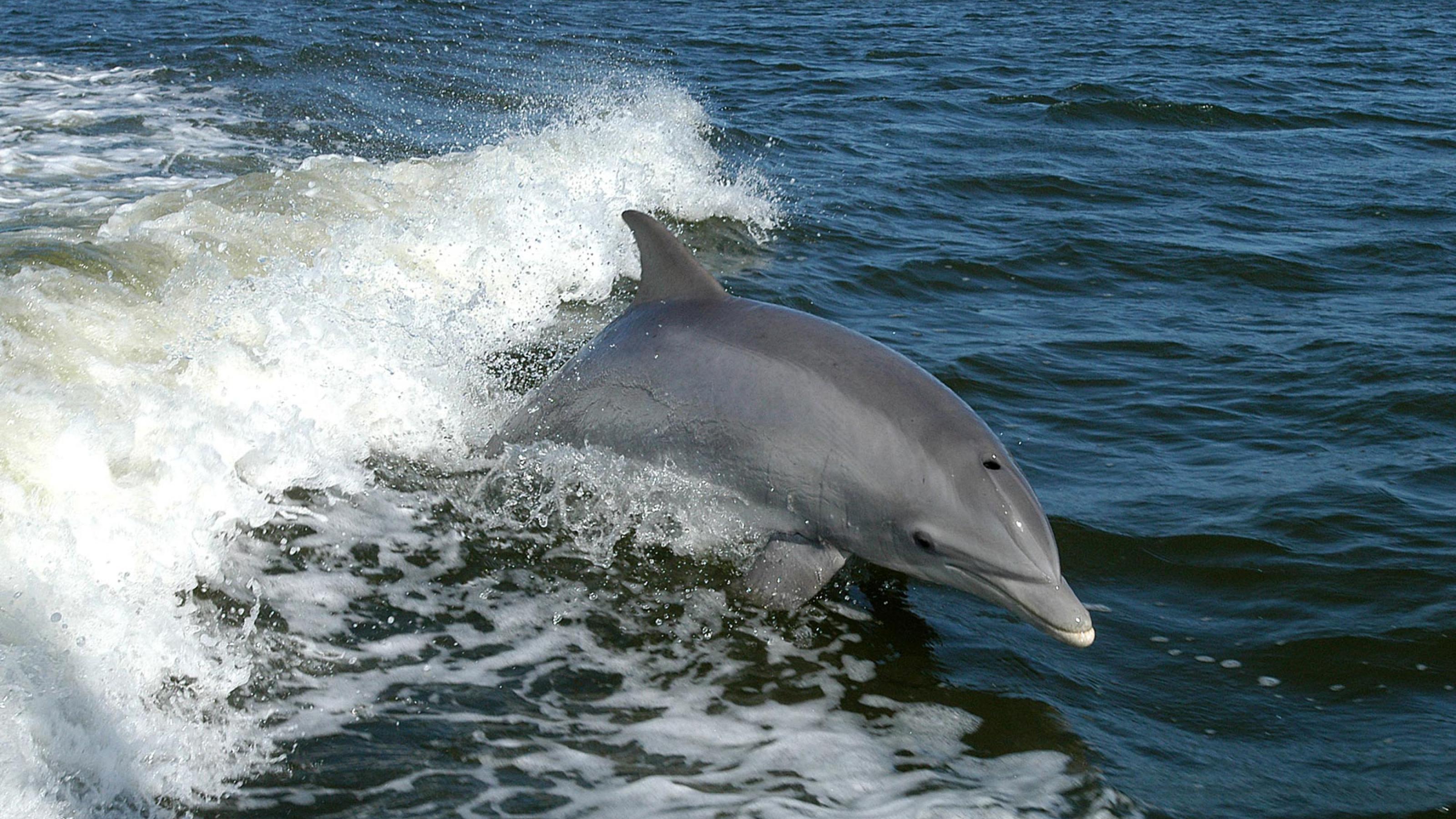 Delfin, der aus dem Wasser springt